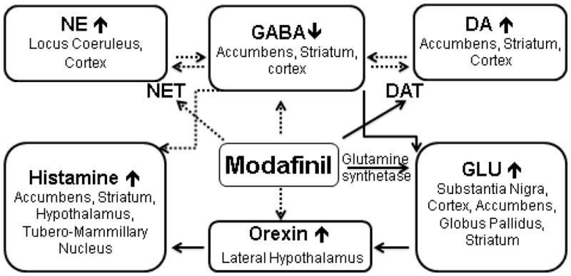 Modafinil work