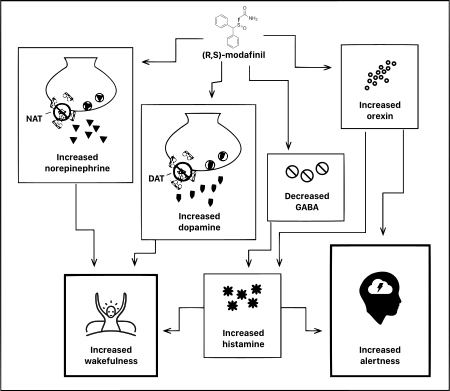 Armodafinil Mechanism of Action
