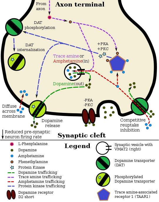 Adderall Mechanism of Action