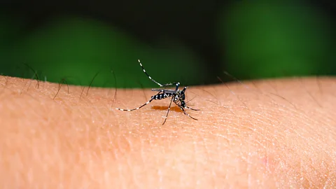 Mosquito infection-Common Sicknesses During Rainy Season