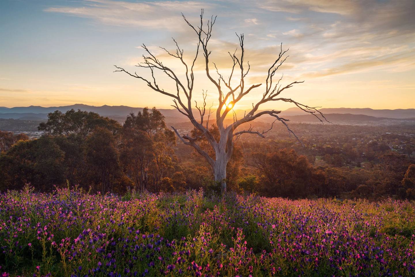 A bare tree and purple flowers on Red Hill overlooking Canberra at sunset.