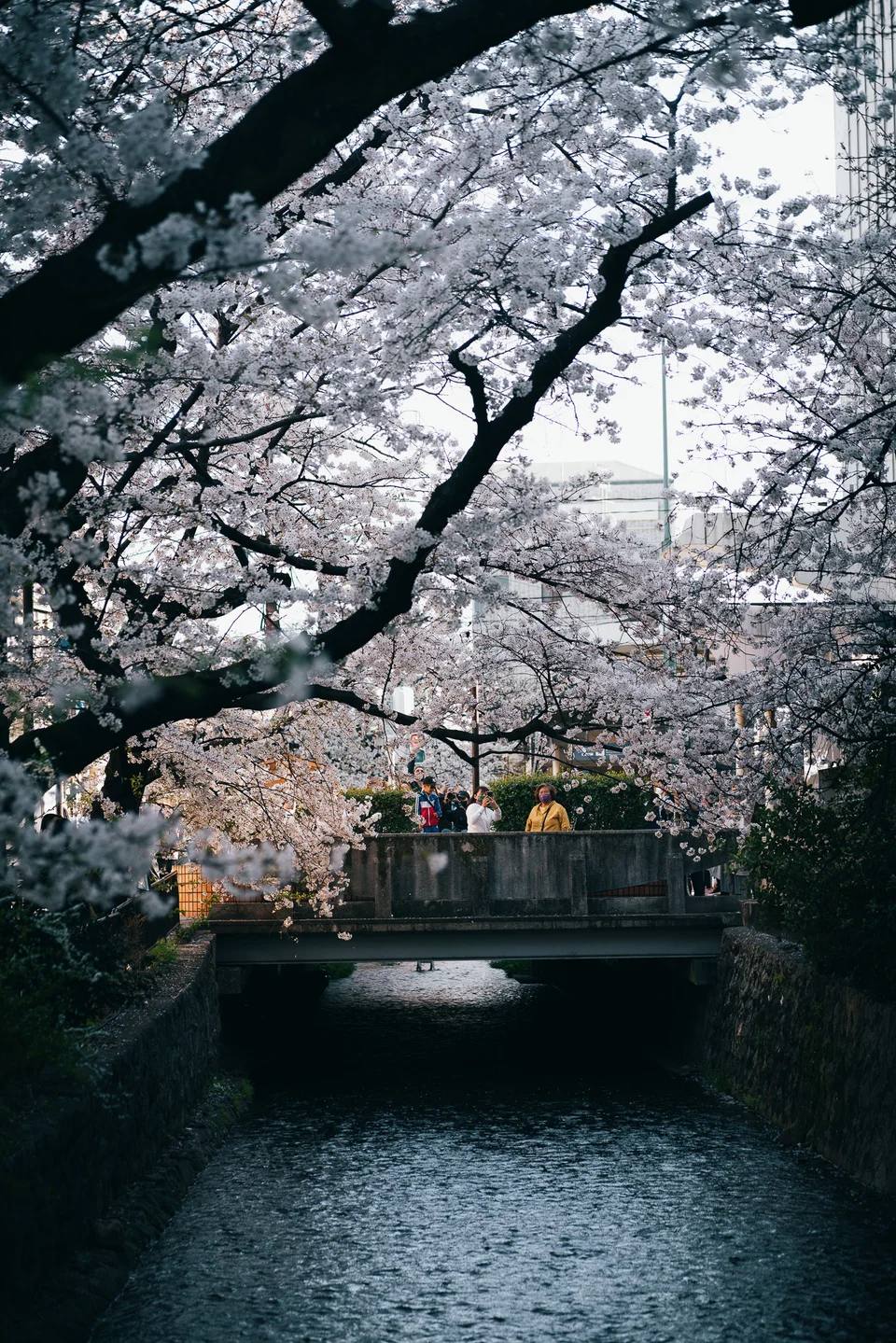 Cherry blossom branches above a quiet canal and bridge.
