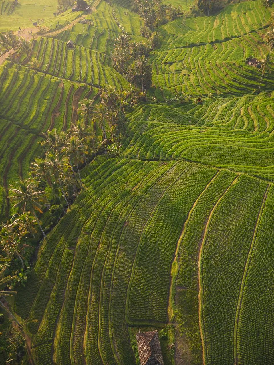 An aerial view of layered green rice terraces.