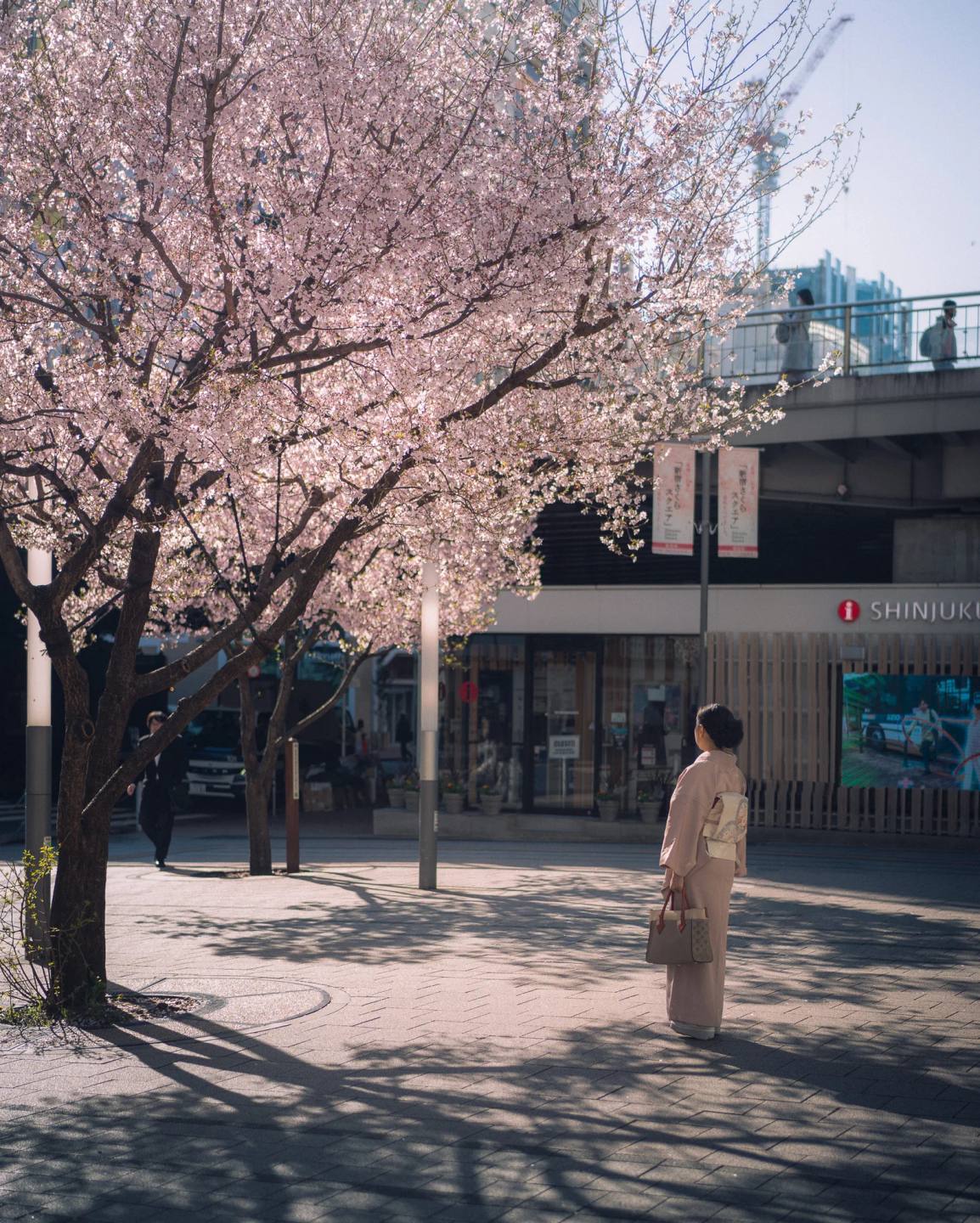 A person standing beneath pale pink cherry blossoms.