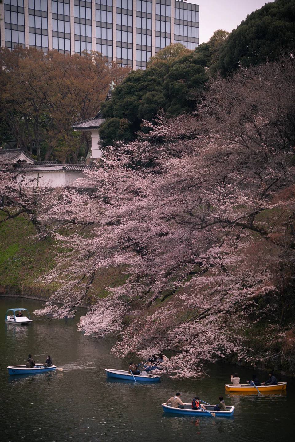 Boats on a waterway bordered by pink cherry blossoms.