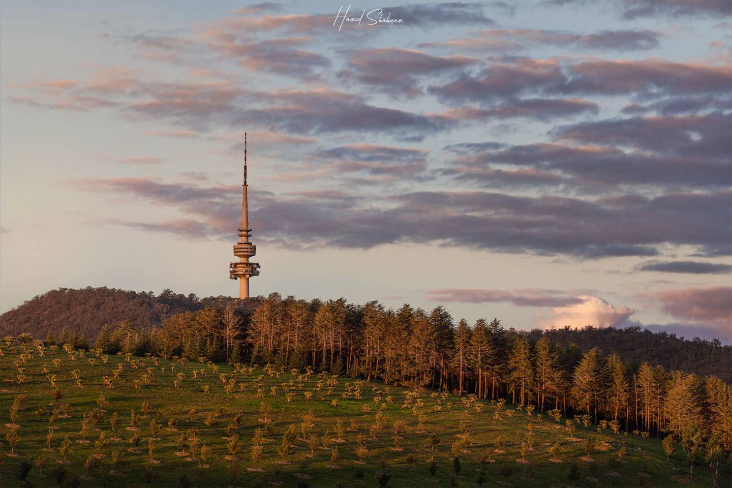 Rows of trees at the National Arboretum with Telstra Tower beneath evening clouds.