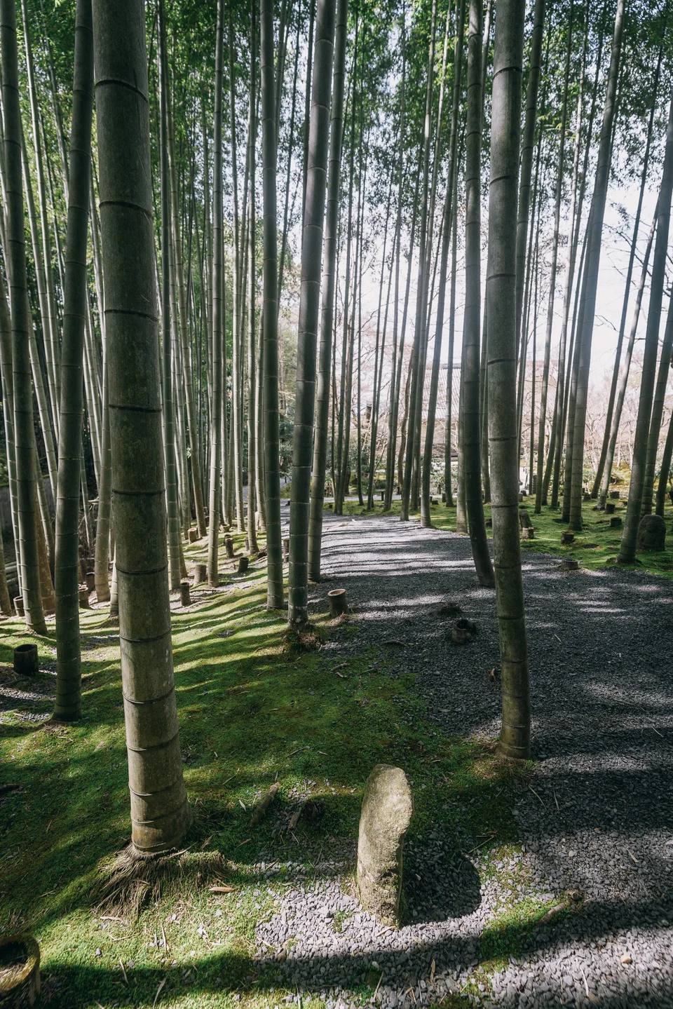 A sunlit pathway winding between tall bamboo stems.