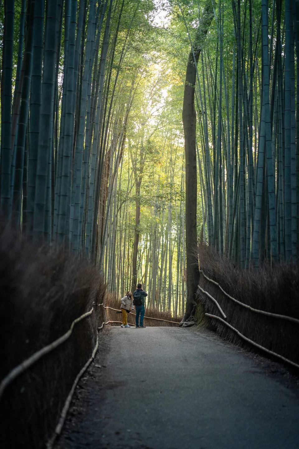 A quiet footpath through a tall bamboo grove.