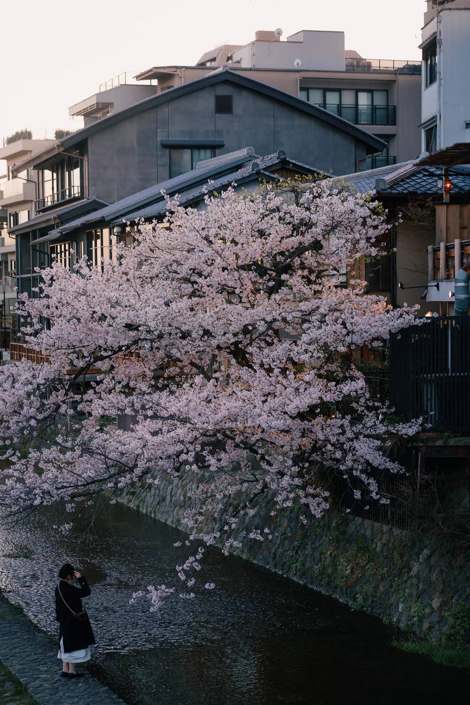 Cherry trees beside a canal lined with traditional buildings.