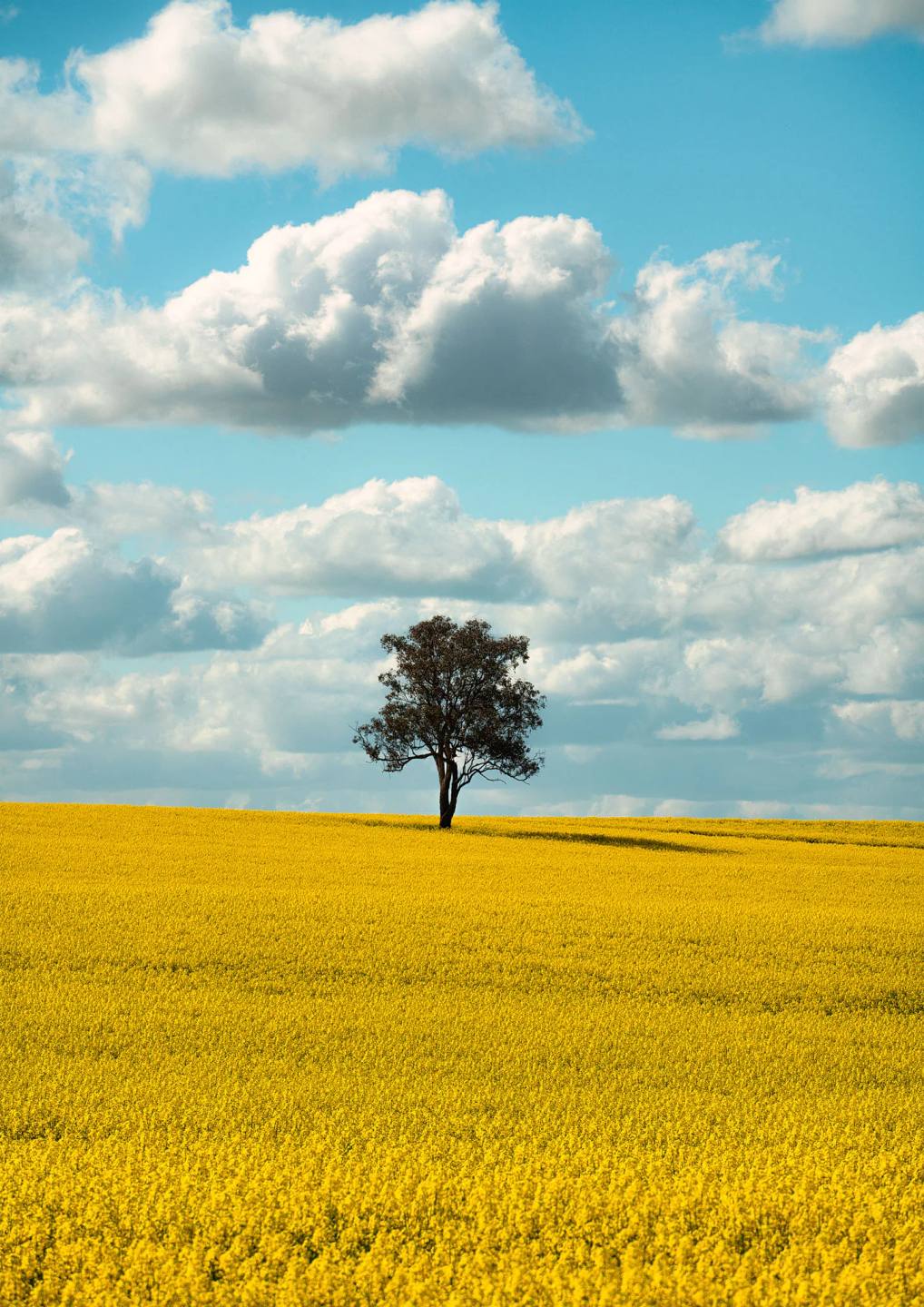A solitary tree in a field of yellow canola beneath blue sky and white clouds.