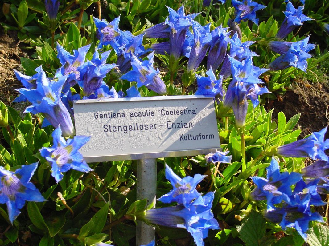 Botanischer Garten Alpinum Schatzalp im Sommer