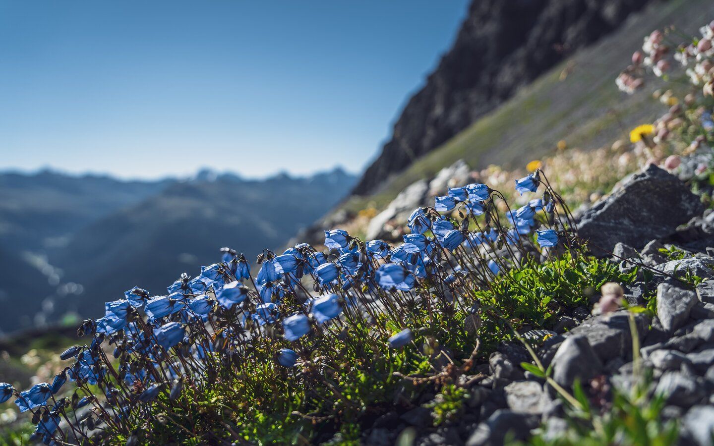 Flower meadow (c) Davos Klosters Mountains