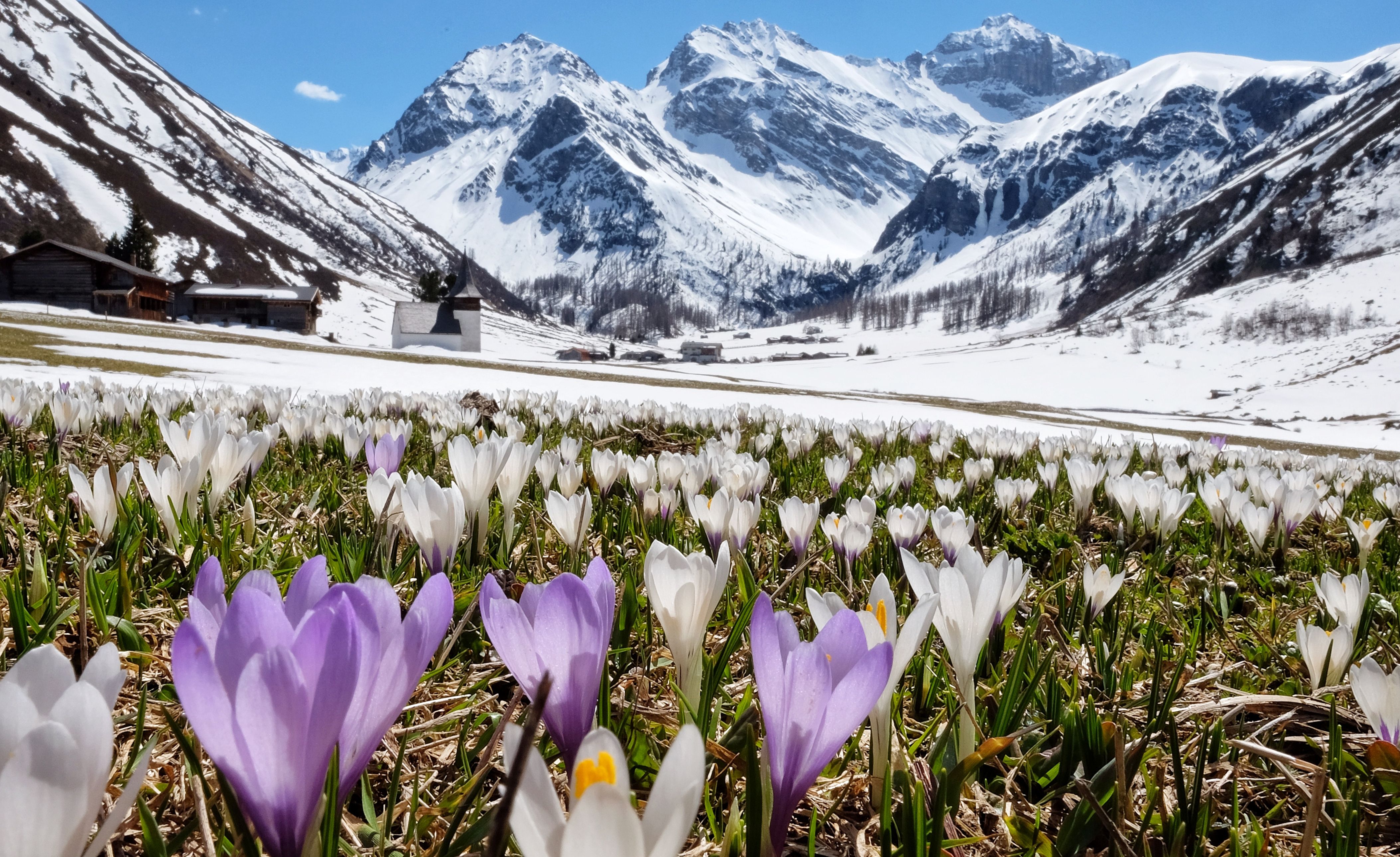 Frühling Sertigtal Krokusse