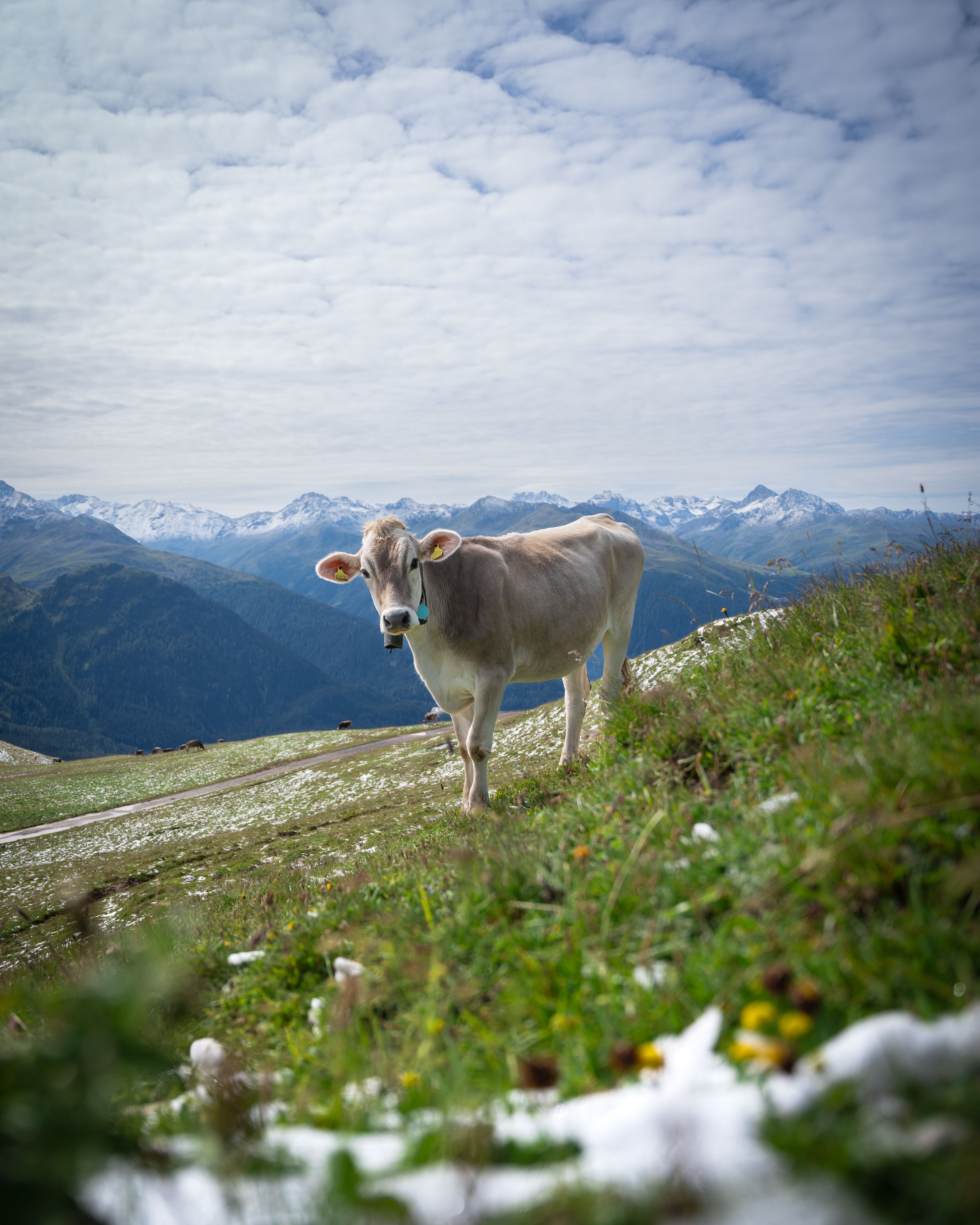 Tierbegegnungen problemlos meistern