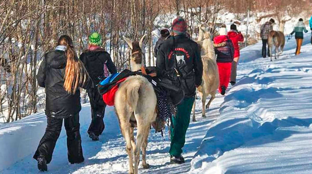 Llama Winter hike