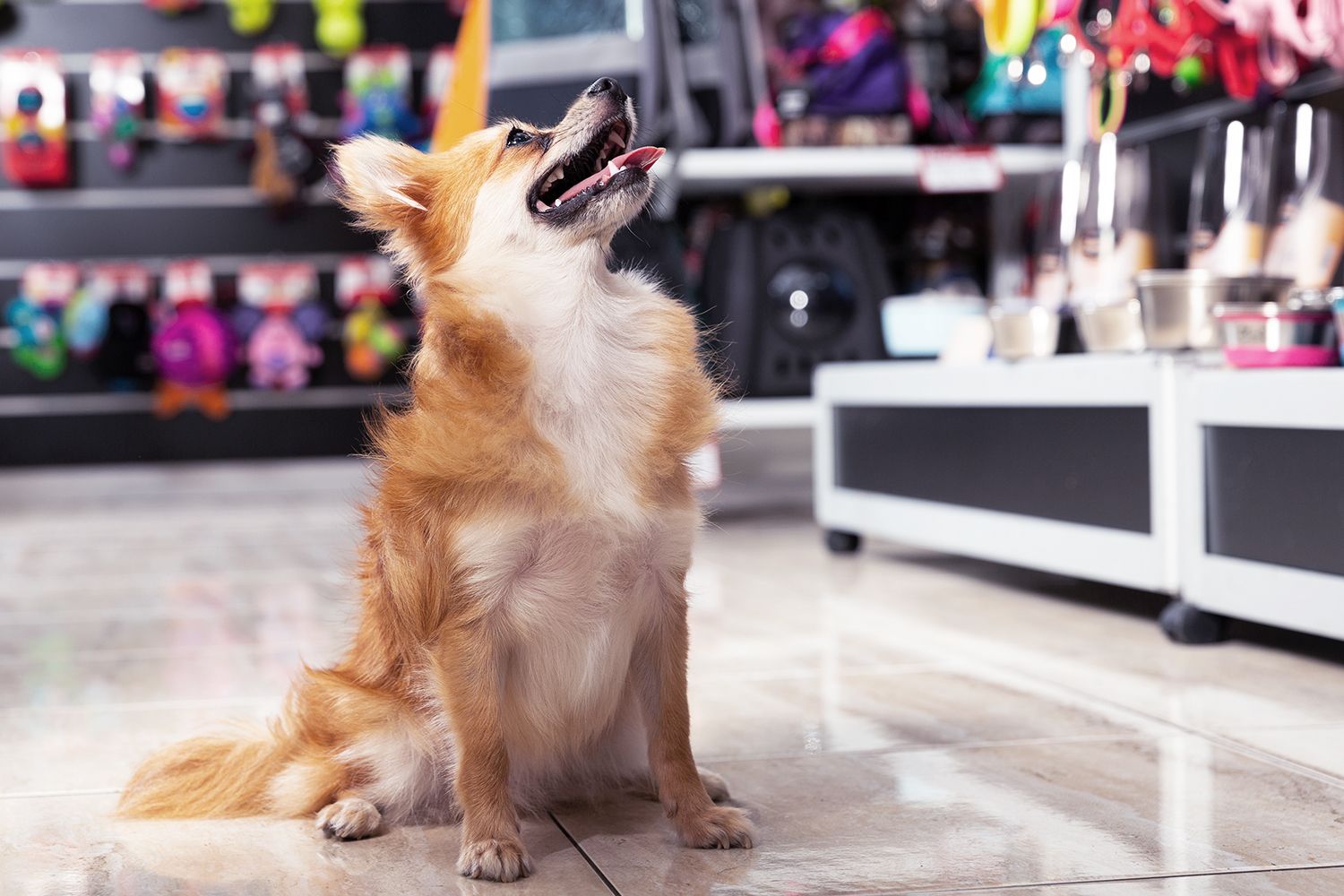 Heimtierbedarf, Hund, Shop, Tierfutter