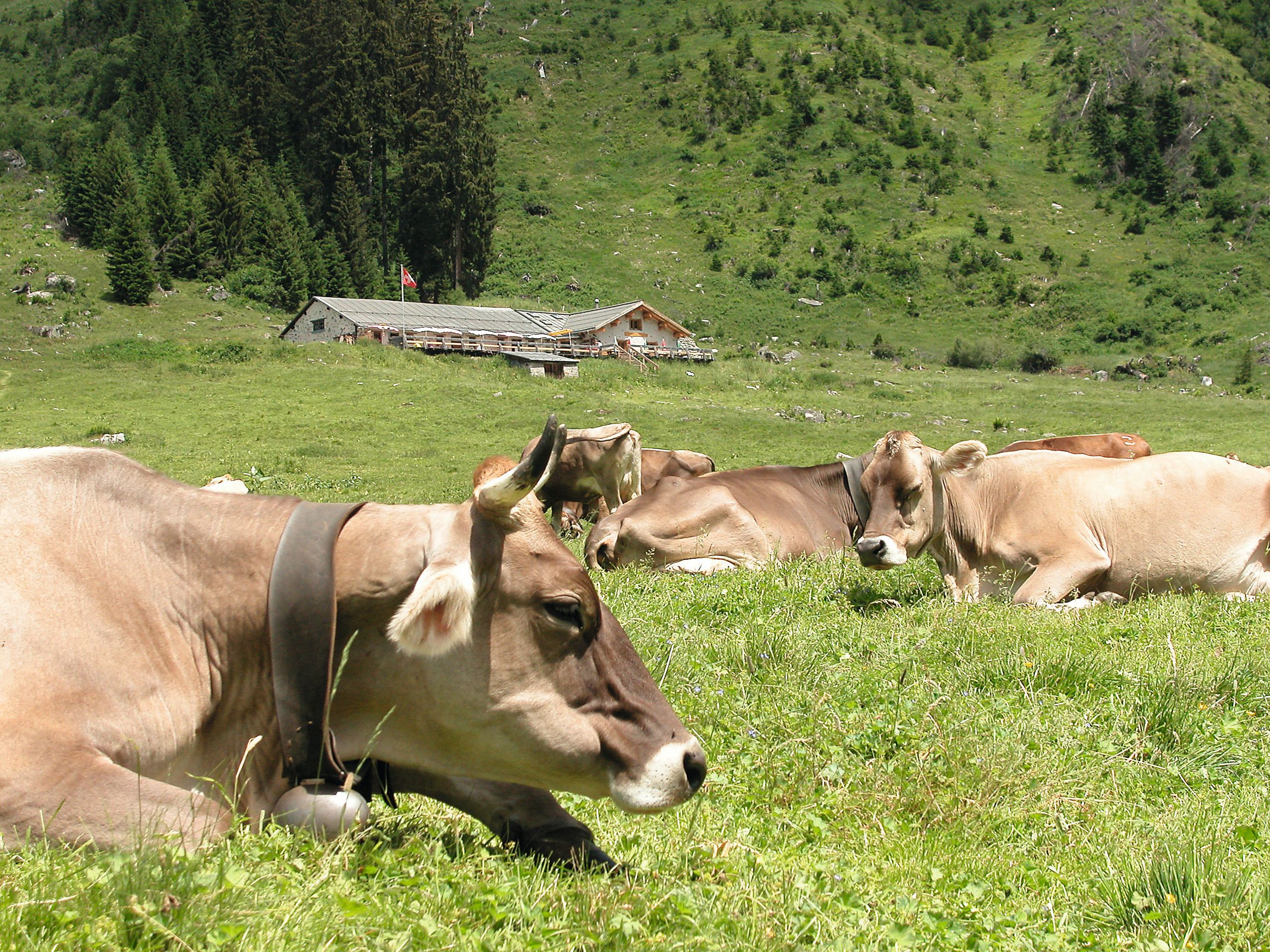 Alp Garfiun Klosters im Sommer