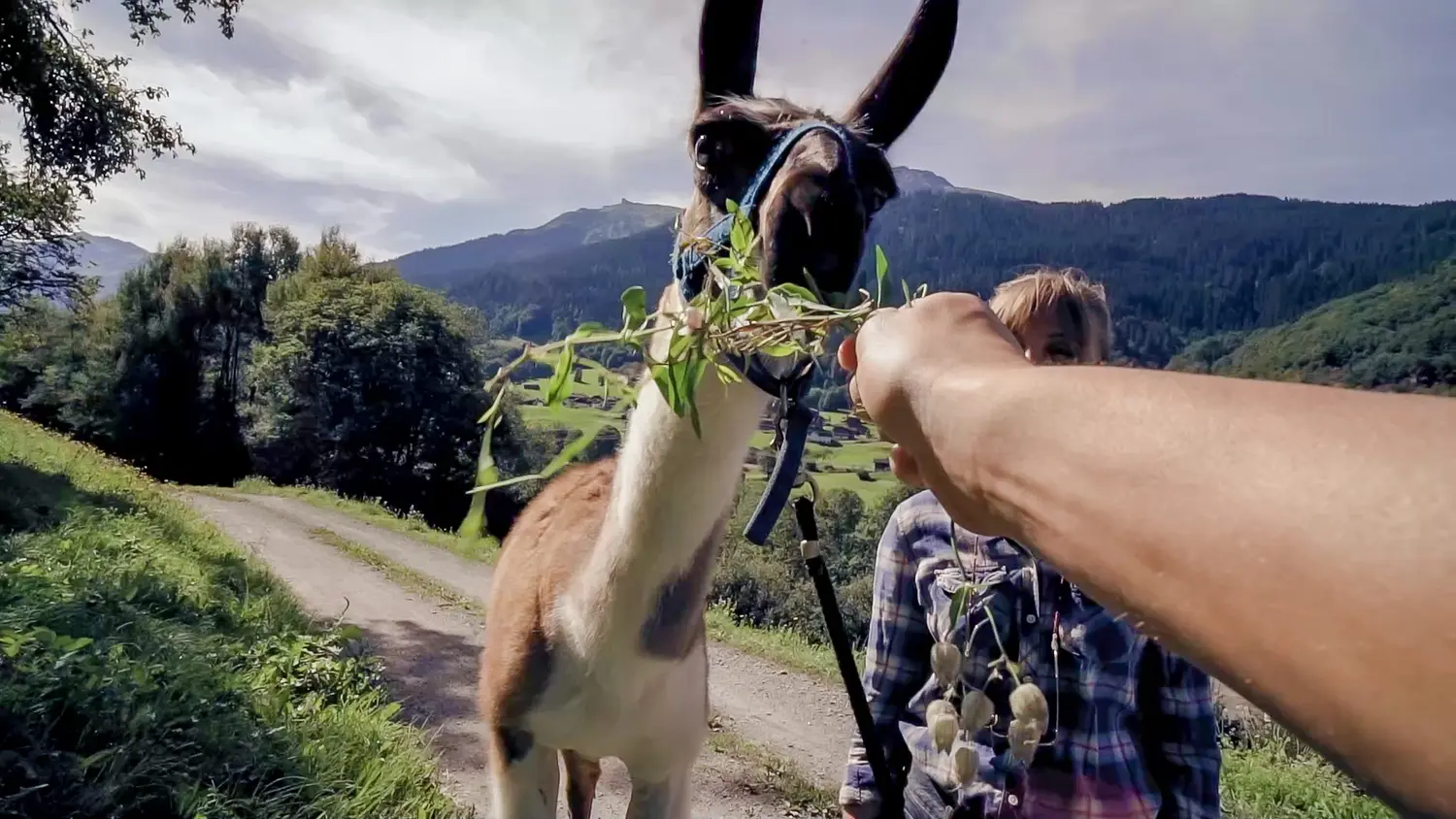 Sommer Gästeprogramm Davos Lama Tiere