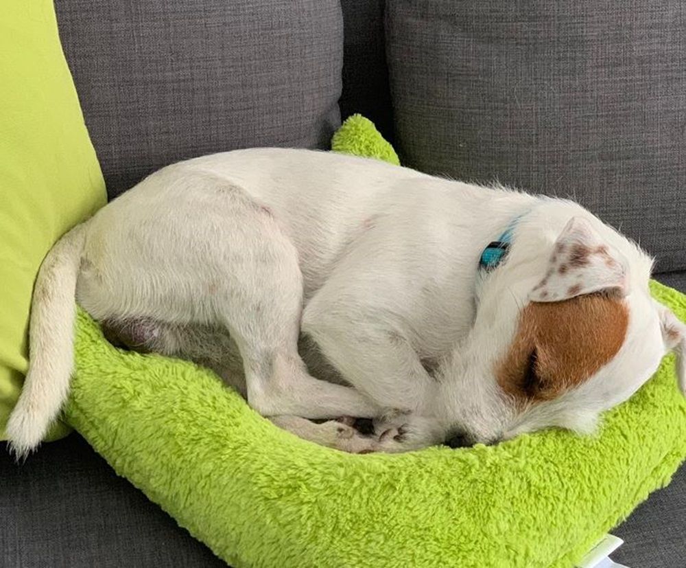 Hunde willkommen Hotel Unterkunft