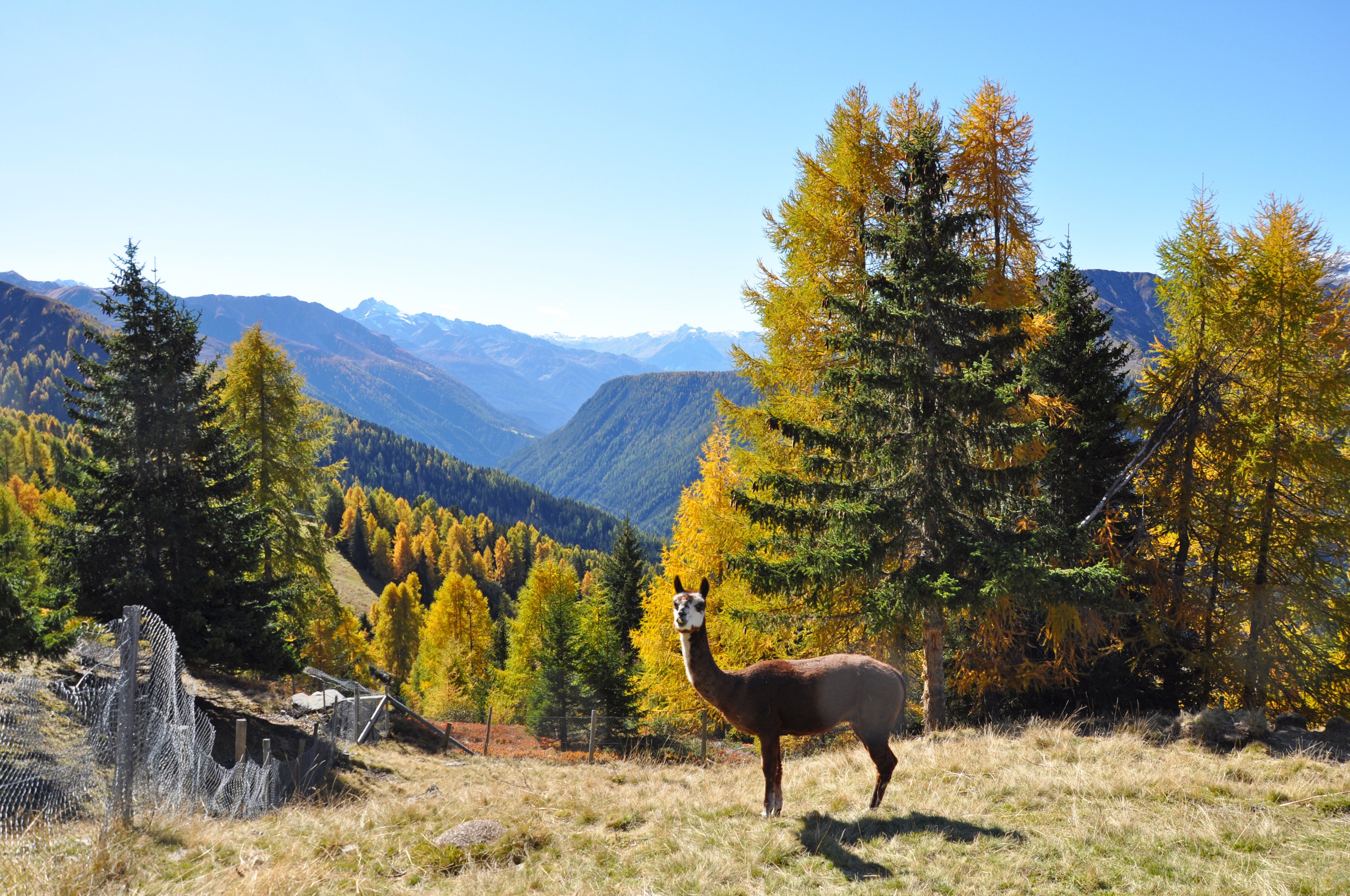 Streichelzoo Rinerhorn Alpaka Kinder Familien Berge Davos Tiere