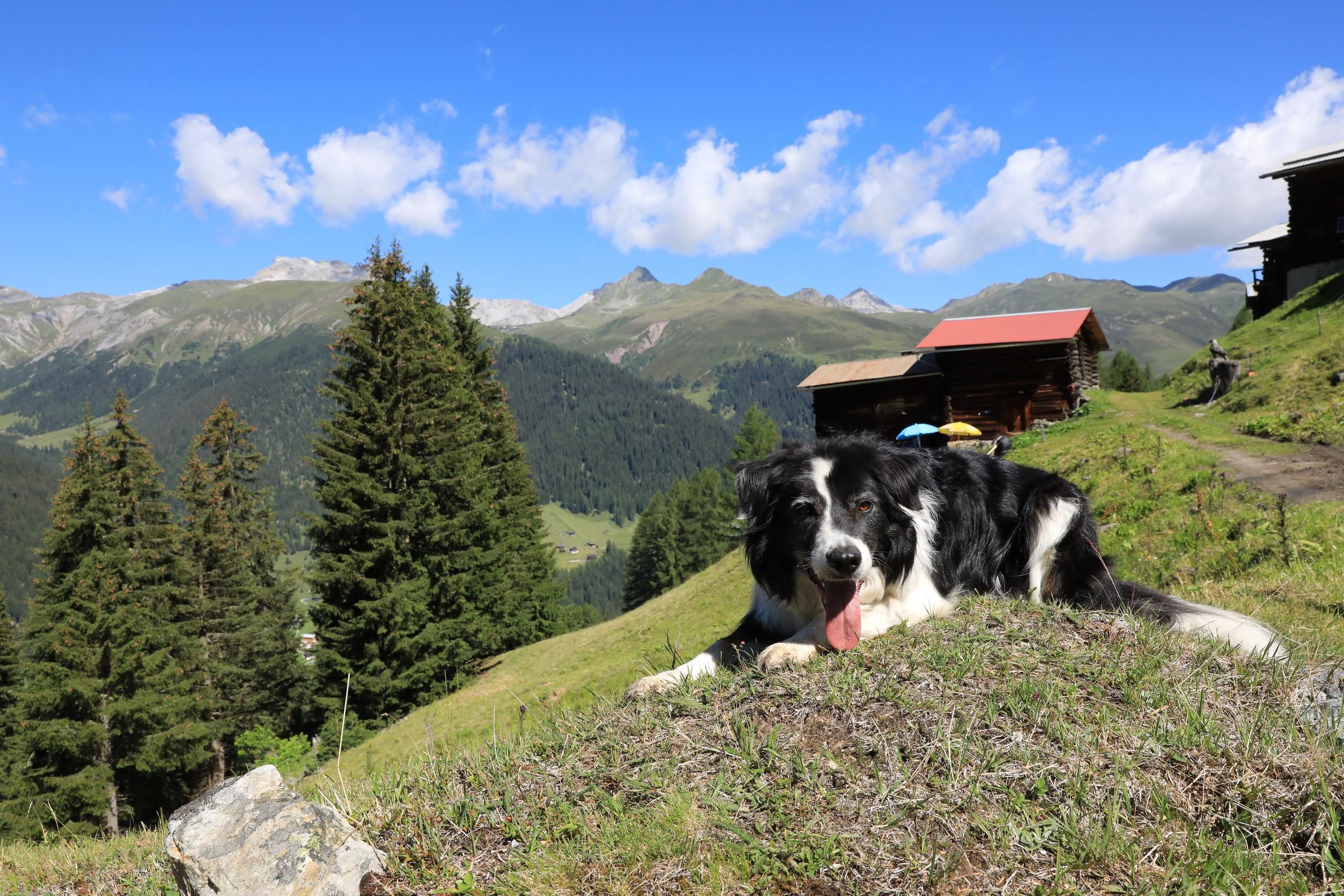 Rinerhorn Landschaft Hund Ausblick