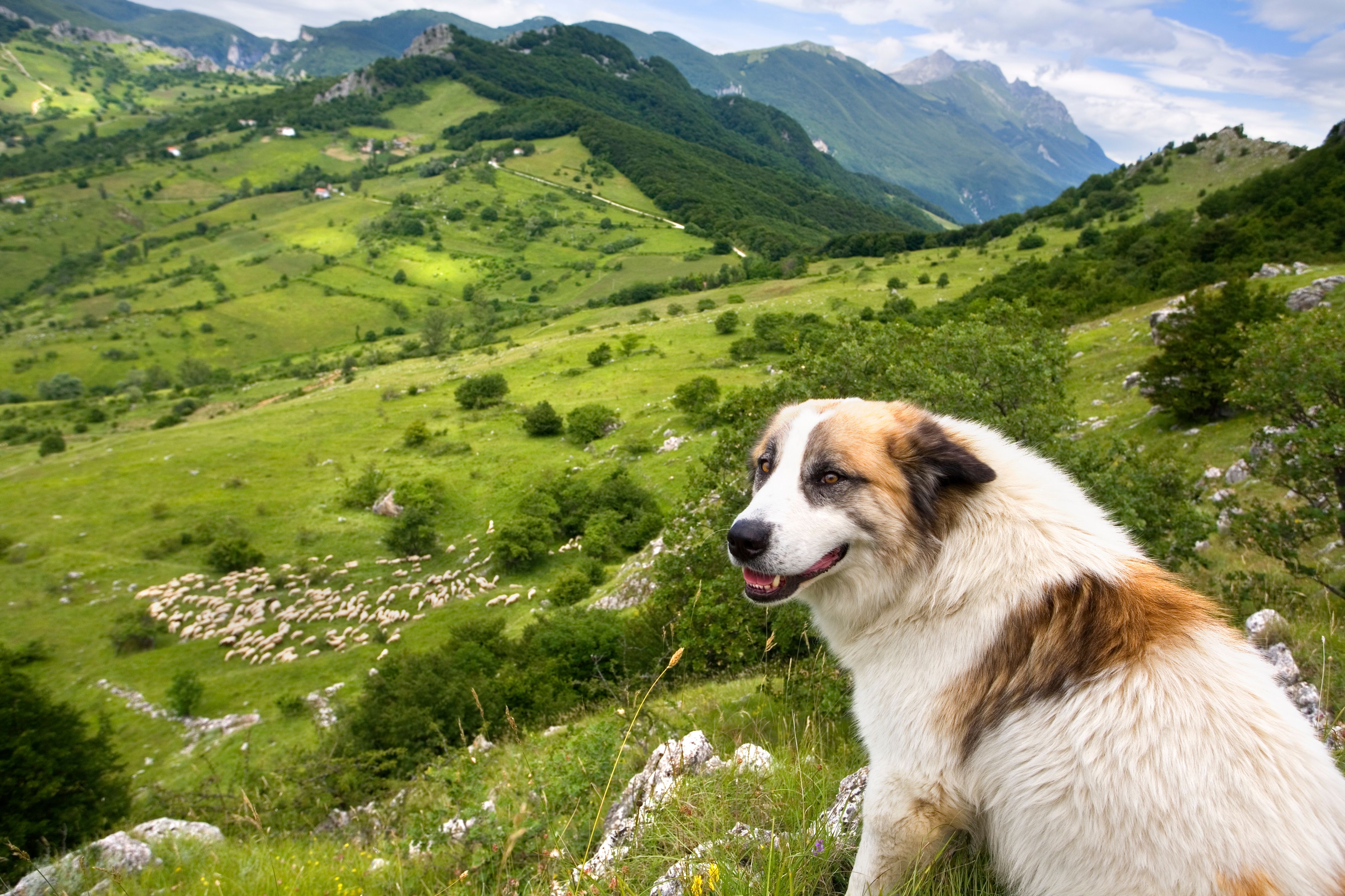 Herdenschutzhunde in Davos Klosters