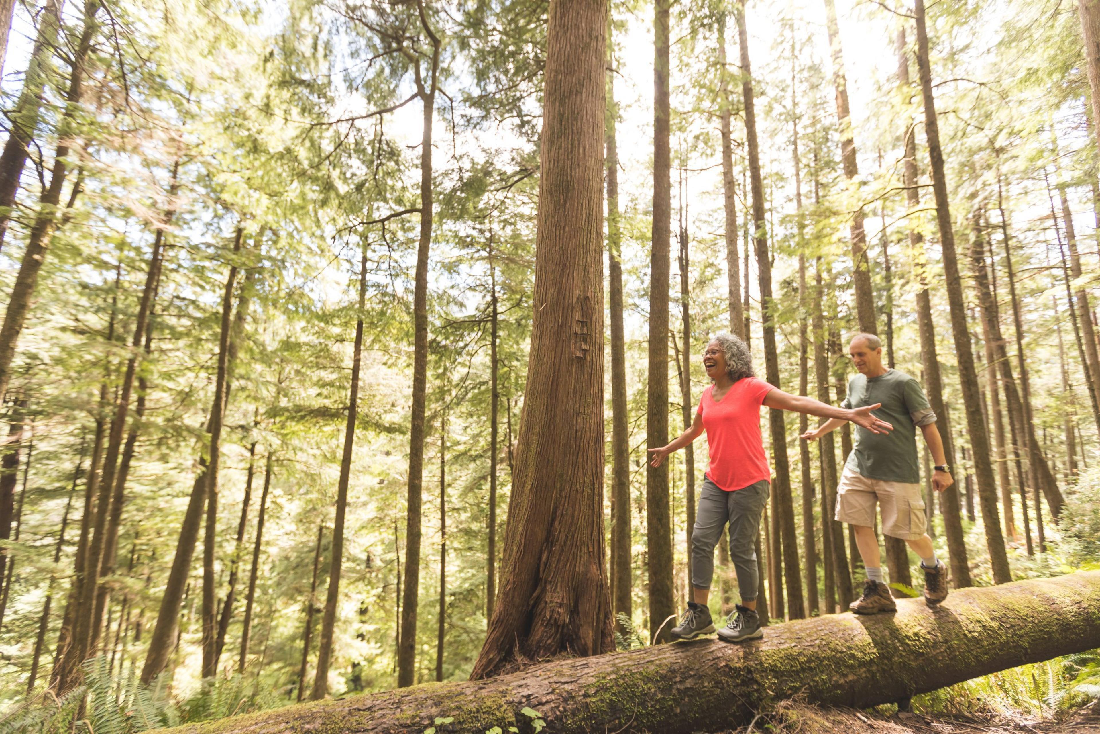 Cute senior couple explore the Pacific Northwest together on a day hiking trip. They are walking across a log in the forest. She is in front and they have their arms out for balance as they inch across...