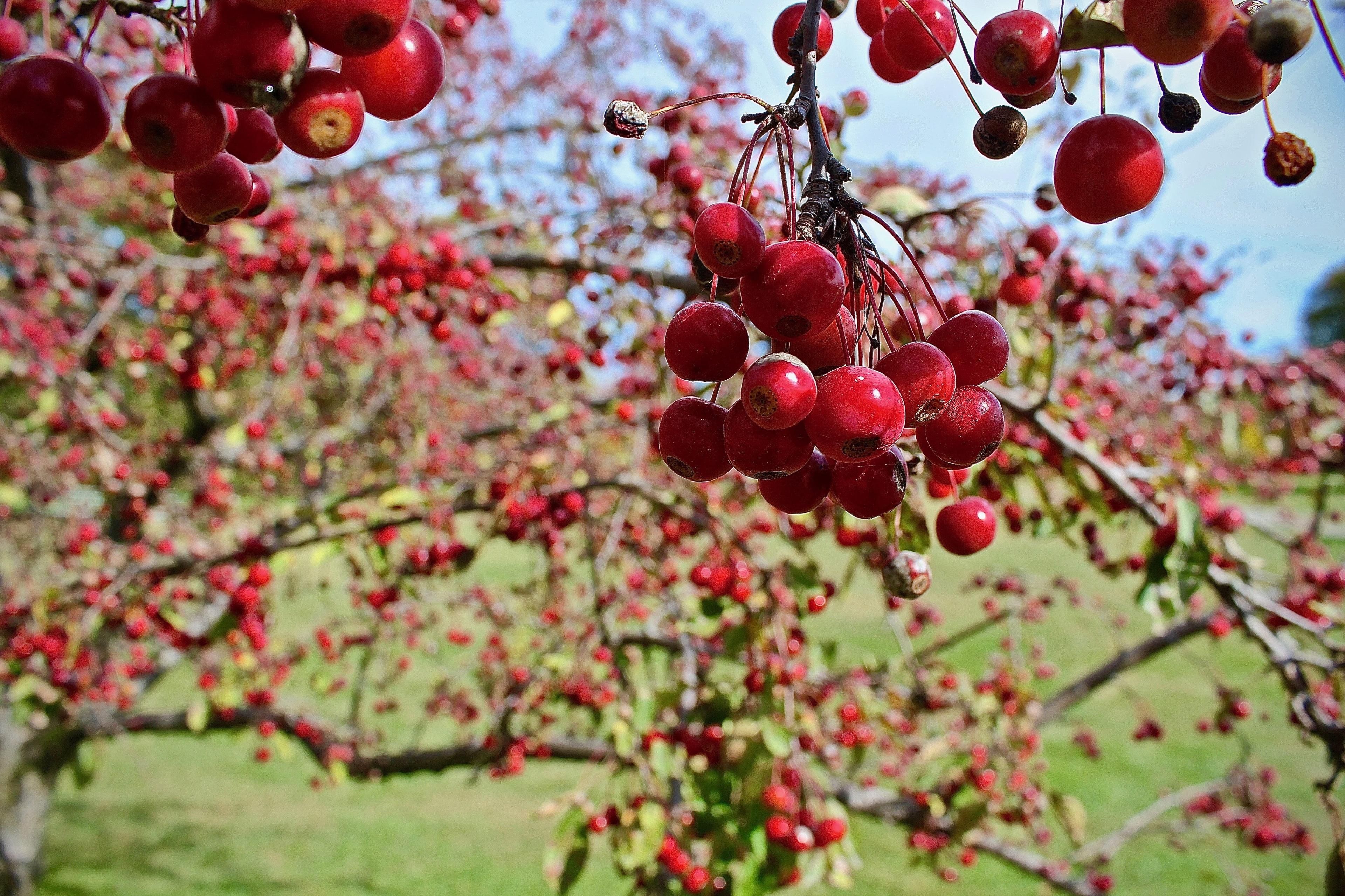 Blossoms on a tree