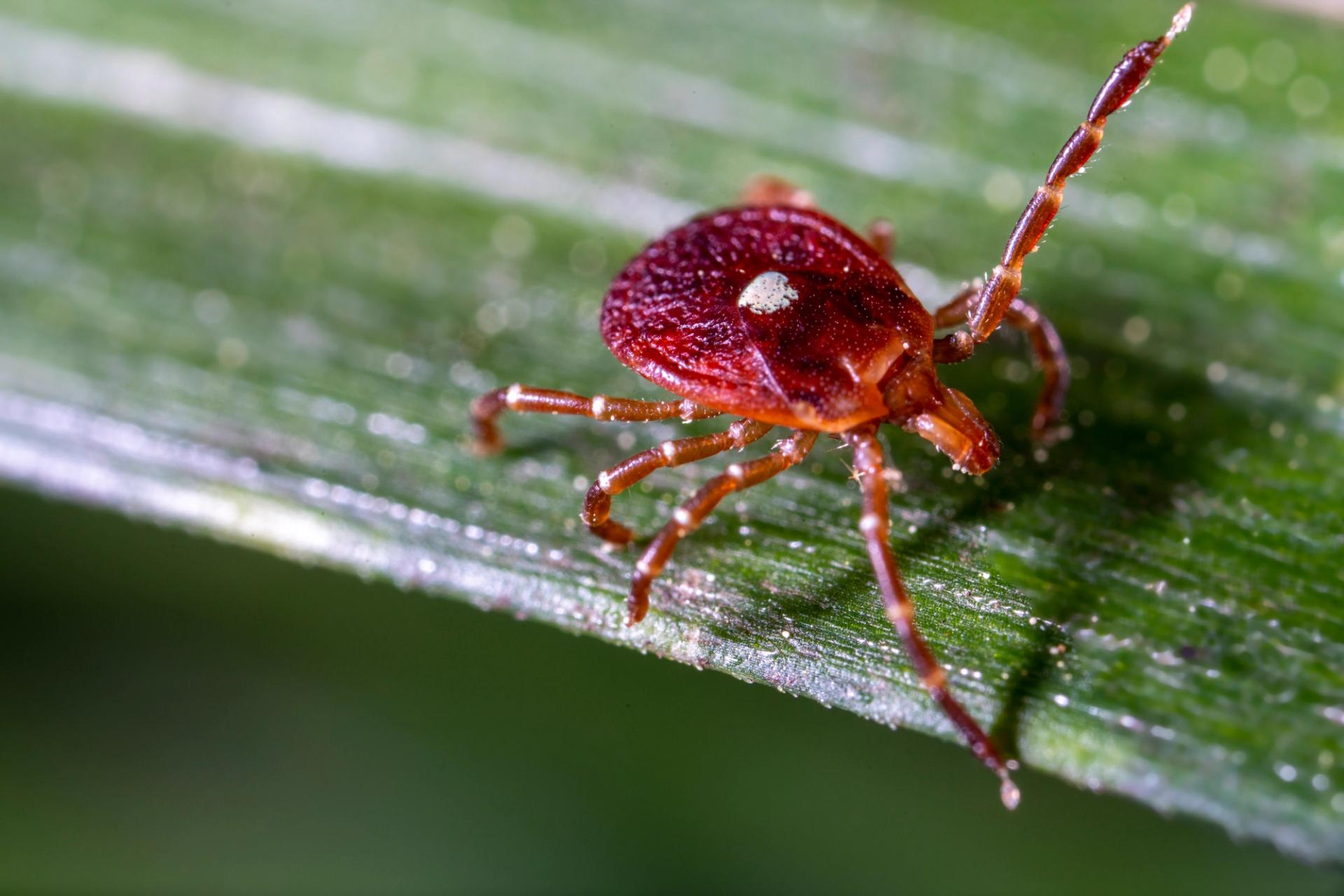 Can a Tick Bite Really Make You Allergic to Red Meat? What to Know ...