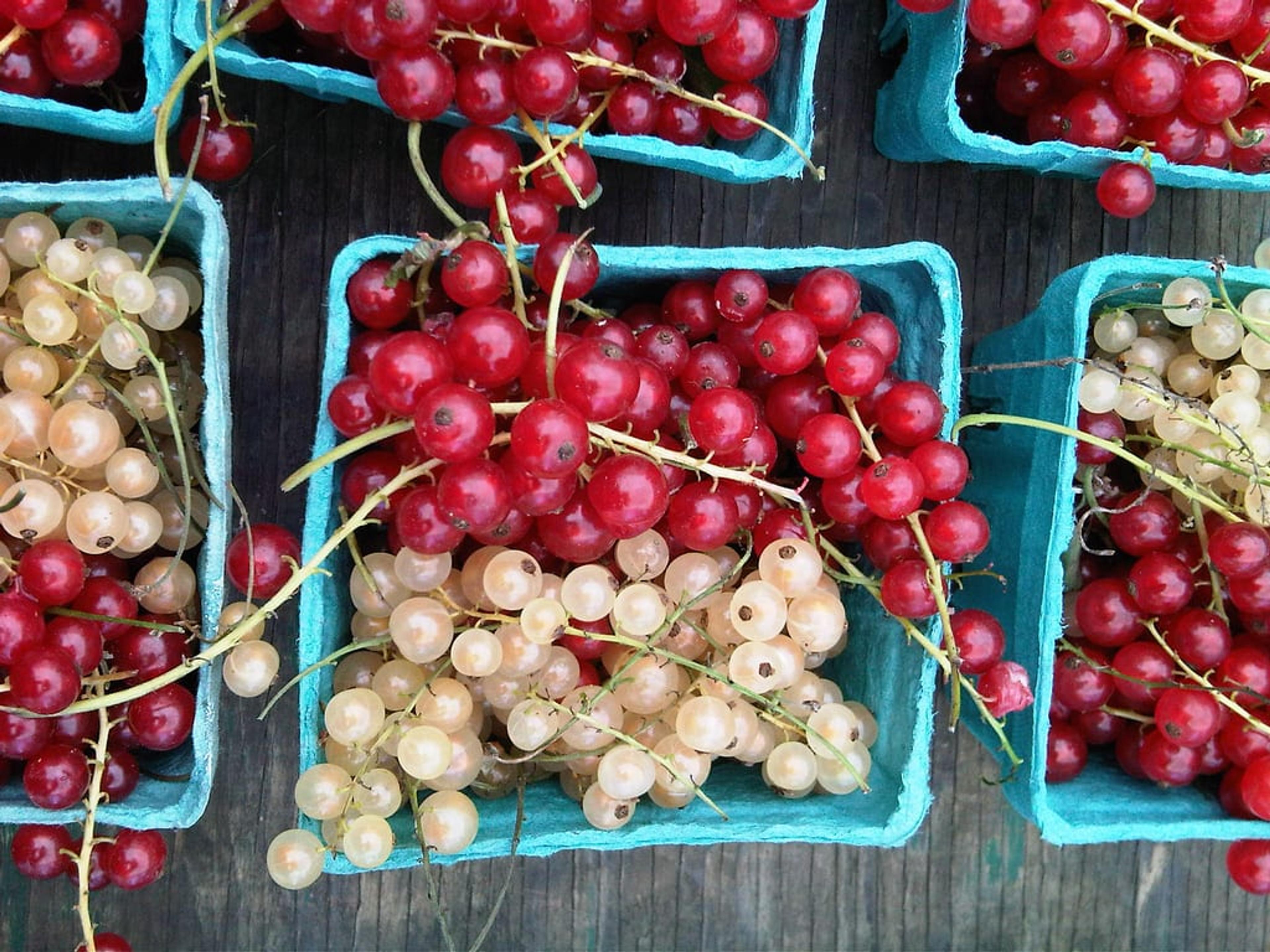 Image of blue baskets filled with red and white grapes.