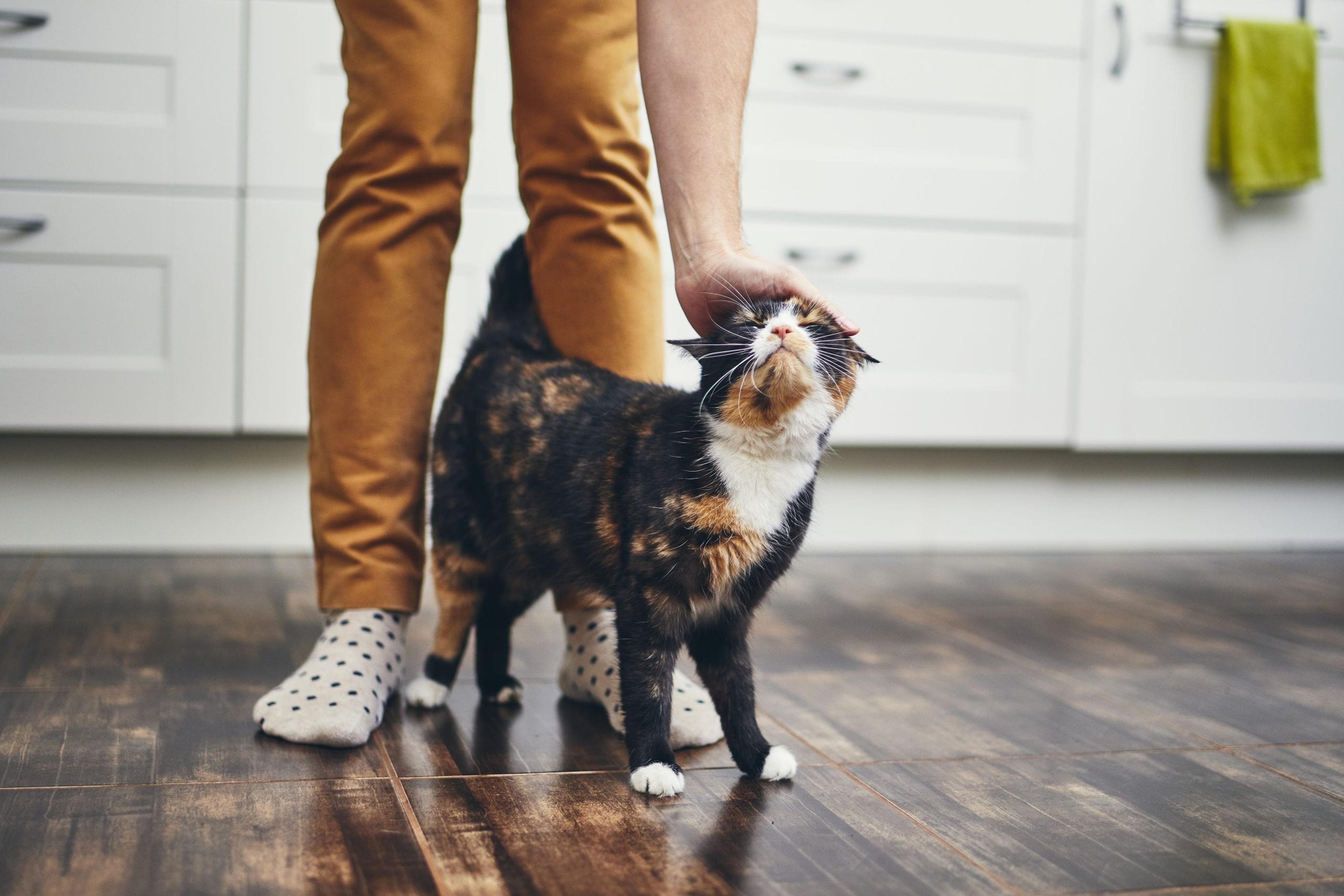 Woman petting her cat.