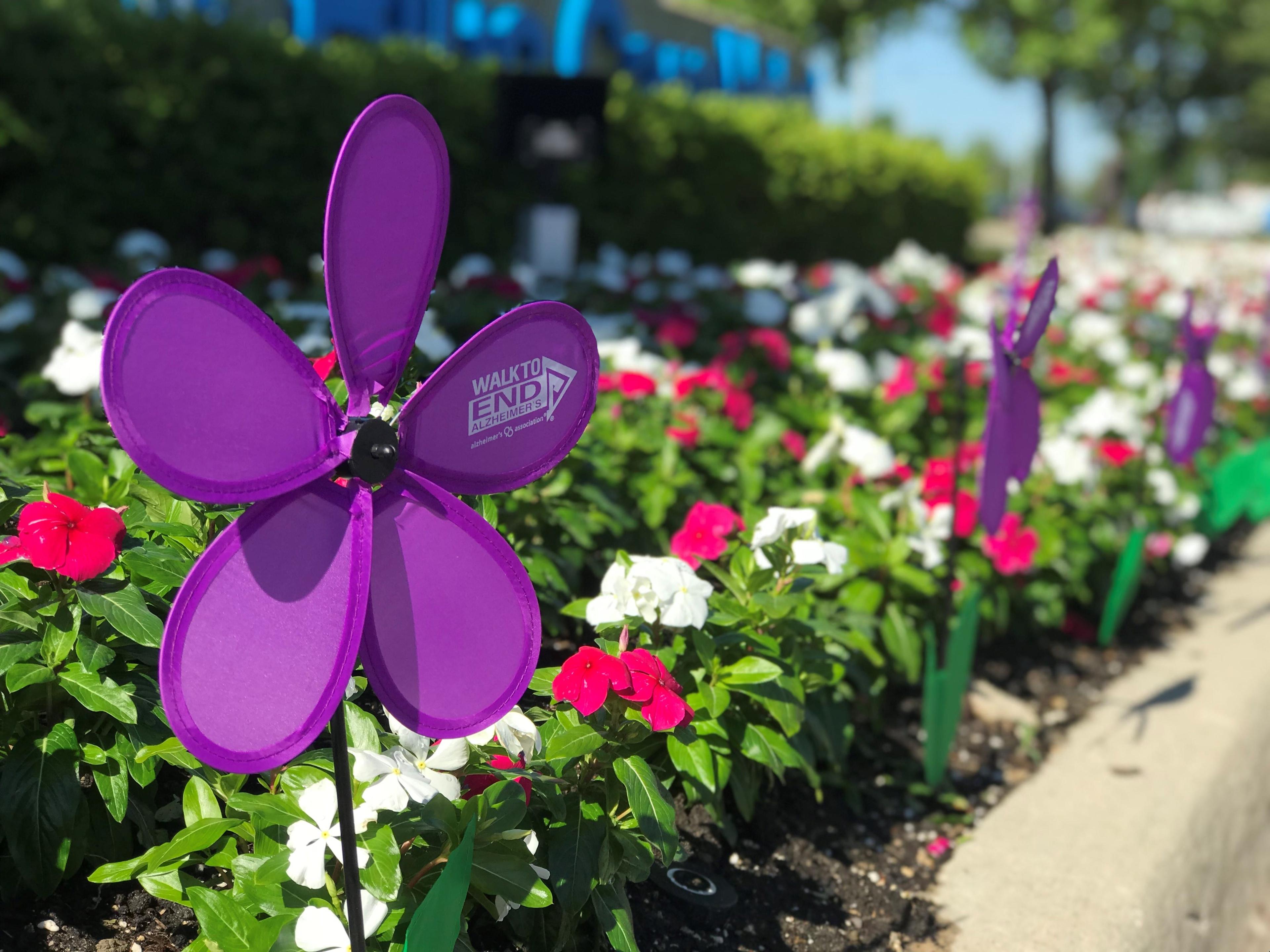 image of purple Alzheimer's Association "Walk to End Alzheimer's" promotional flowers