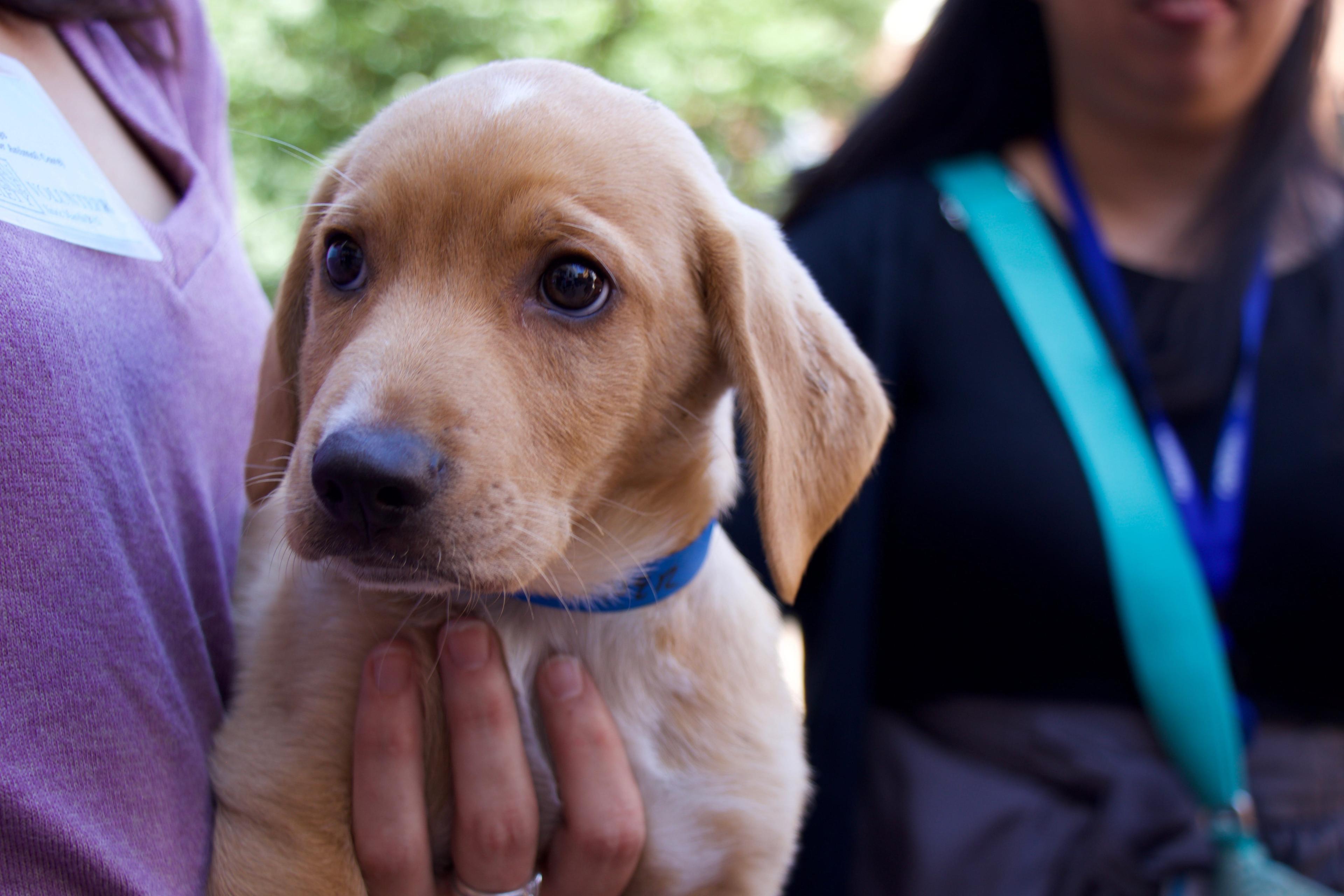 close-up image of a puppy being held