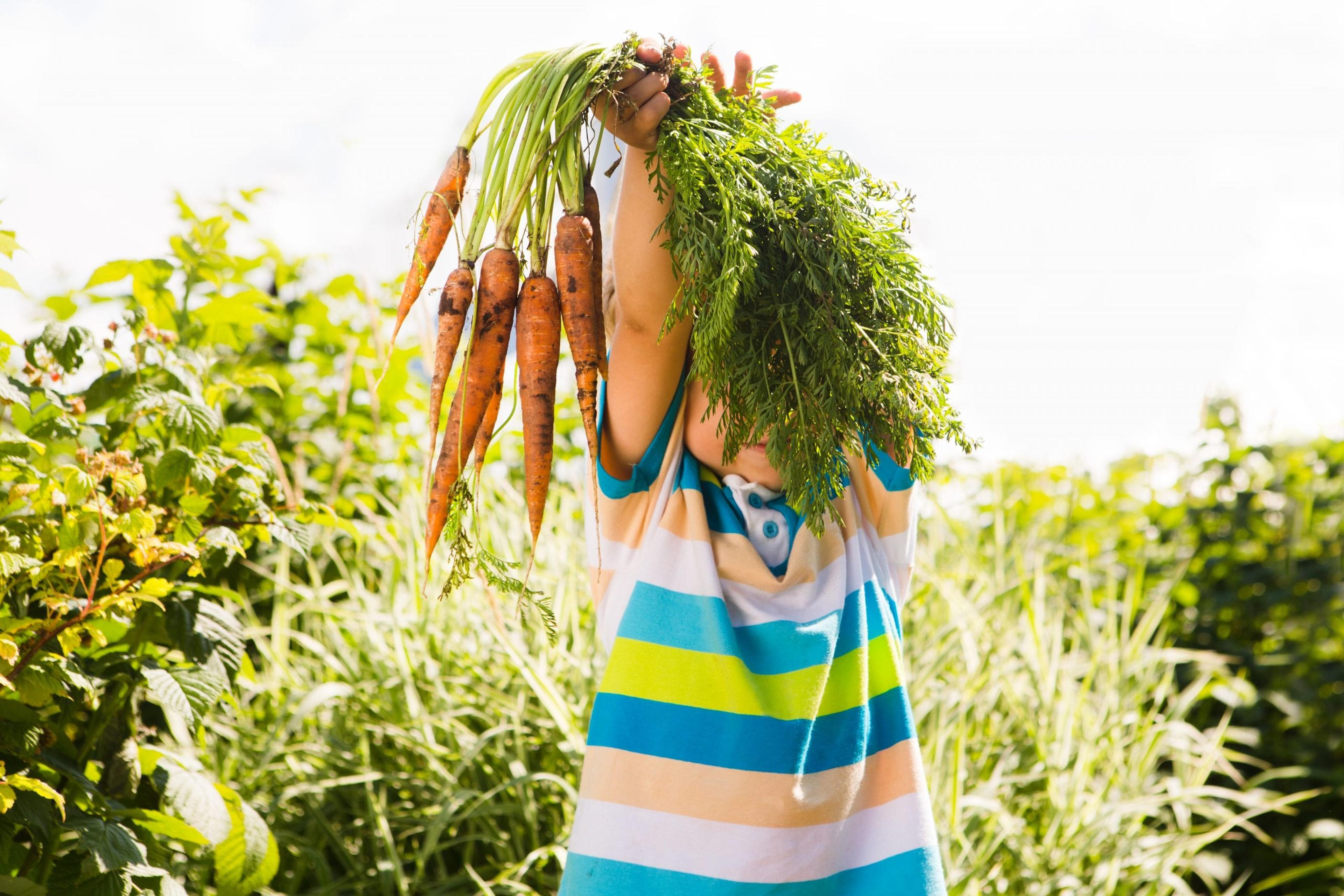 Boy holding large bunch of fresh carrots up over his face outdoors at a farm