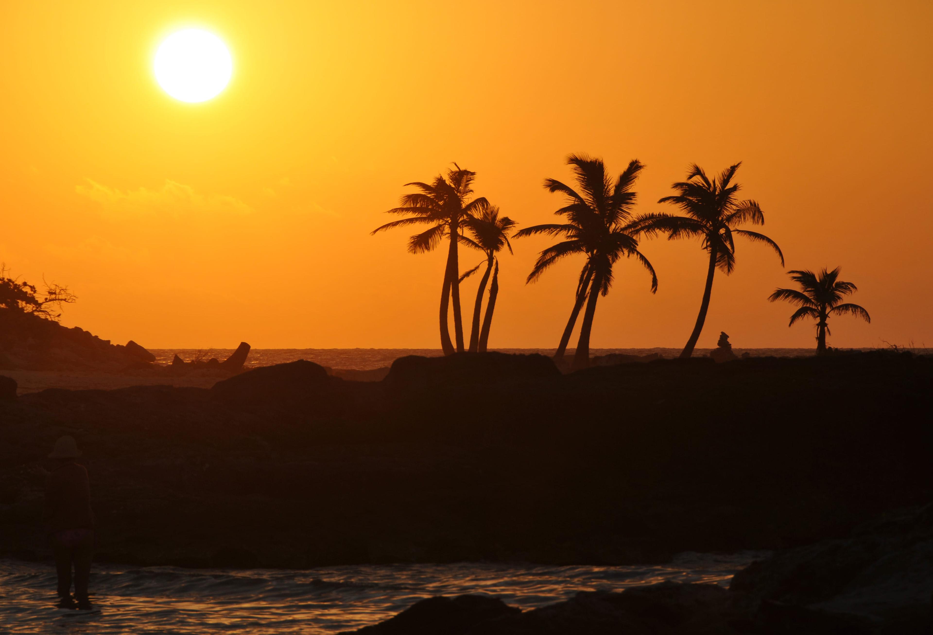 Orange sunset behind palm trees.