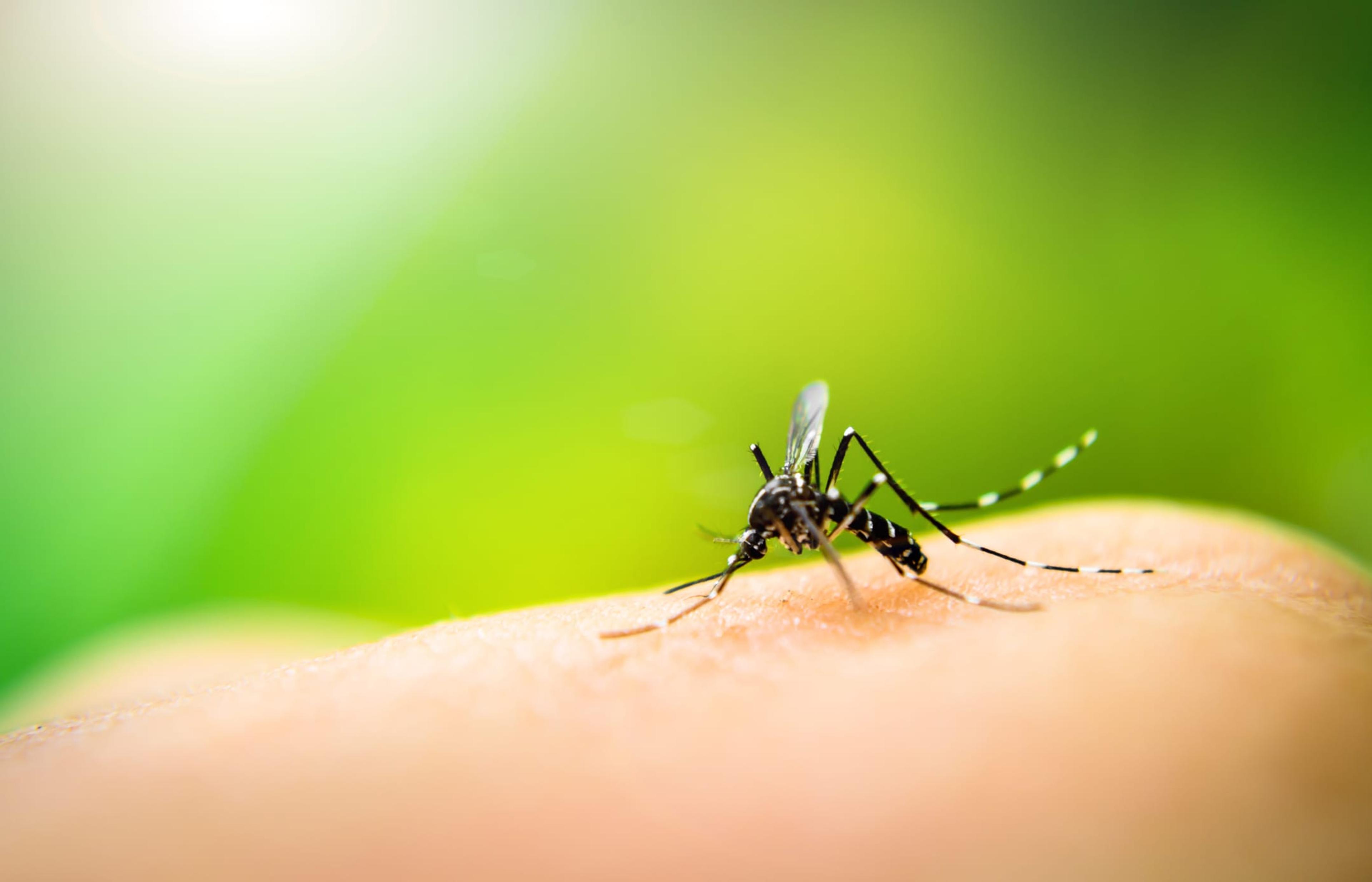 Mosquito sucking blood from a human