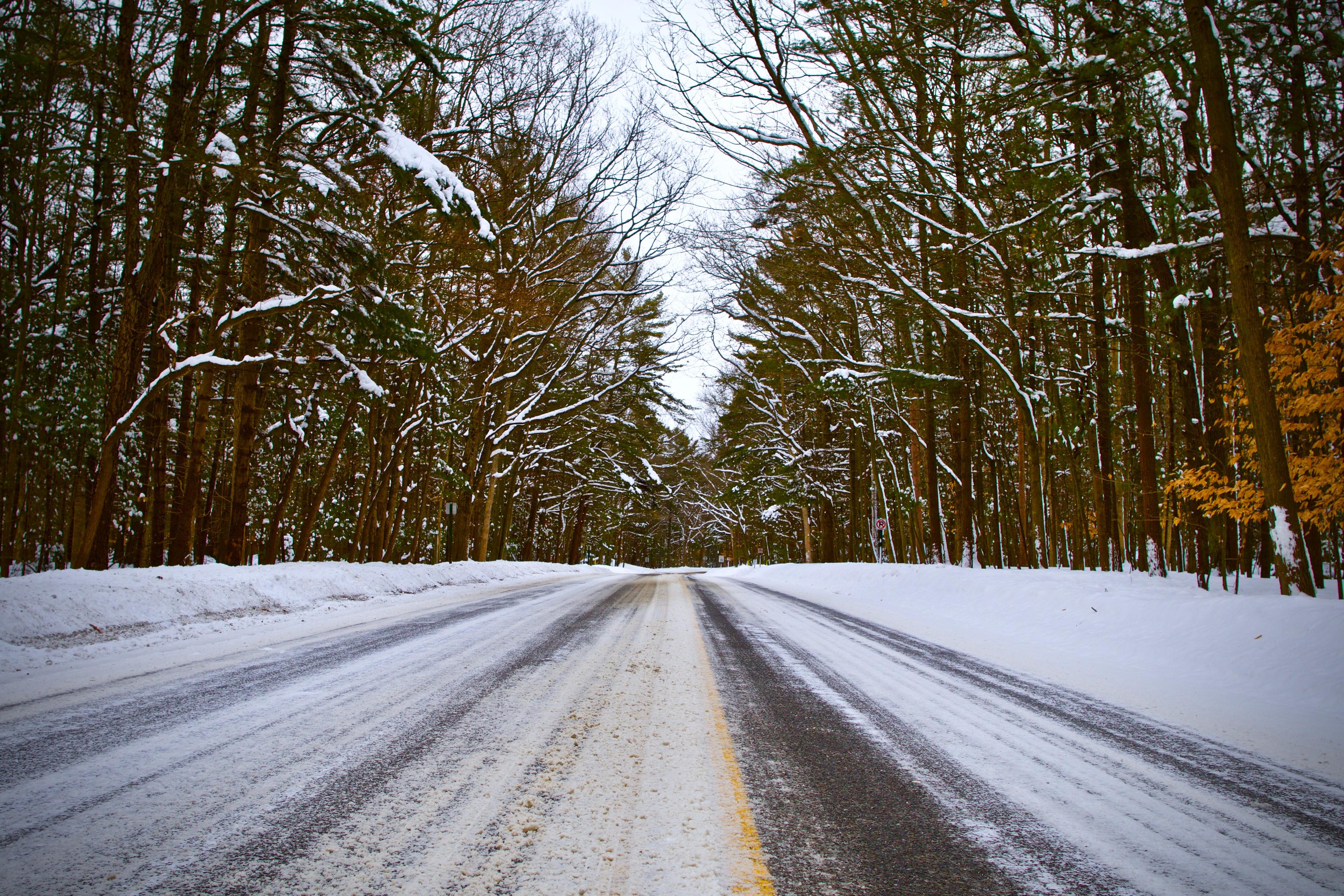 A snowy road lined with trees