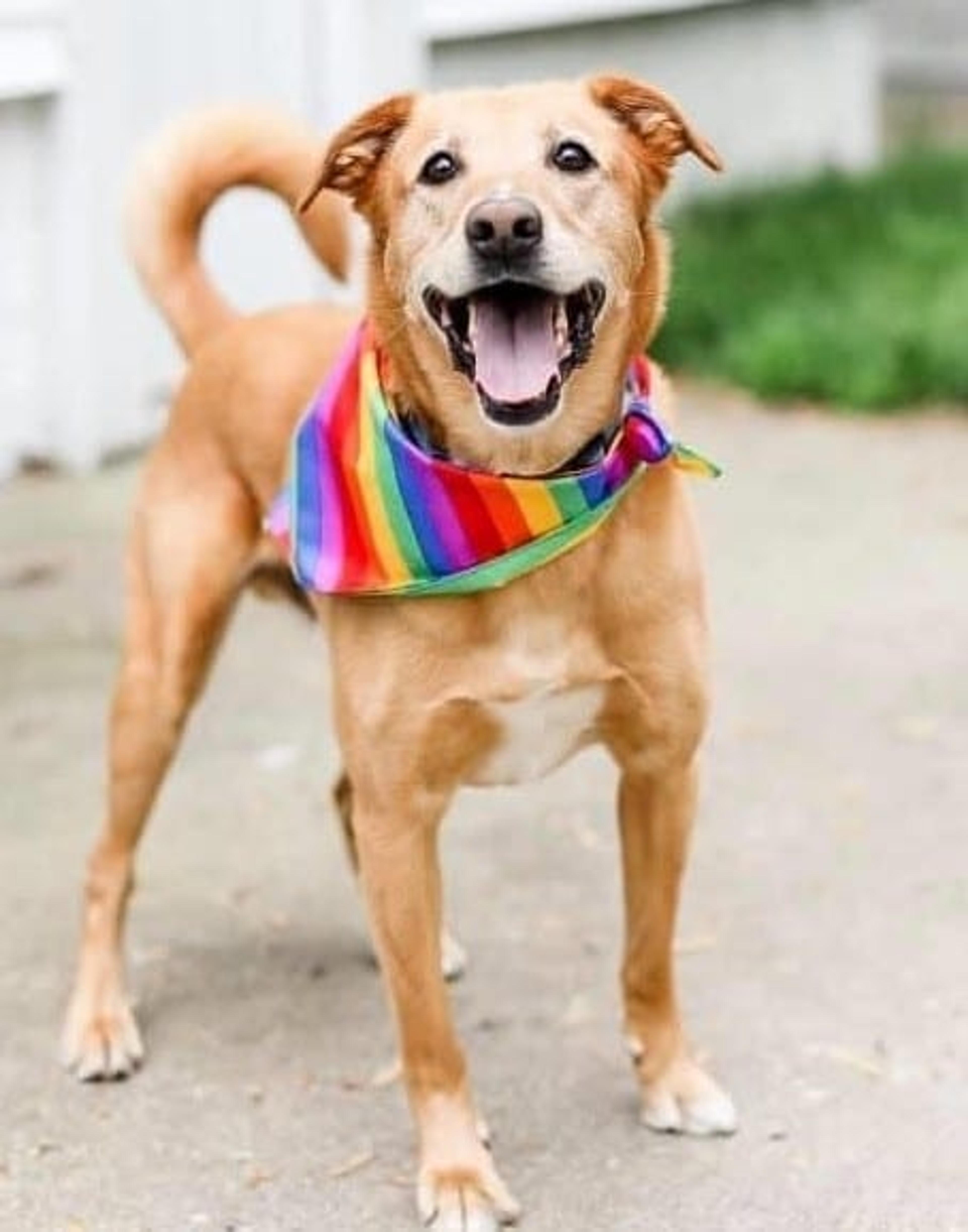 Bryan Beaver’s dog, Charlie, dressed up and ready for Ferndale Pride in 2018.