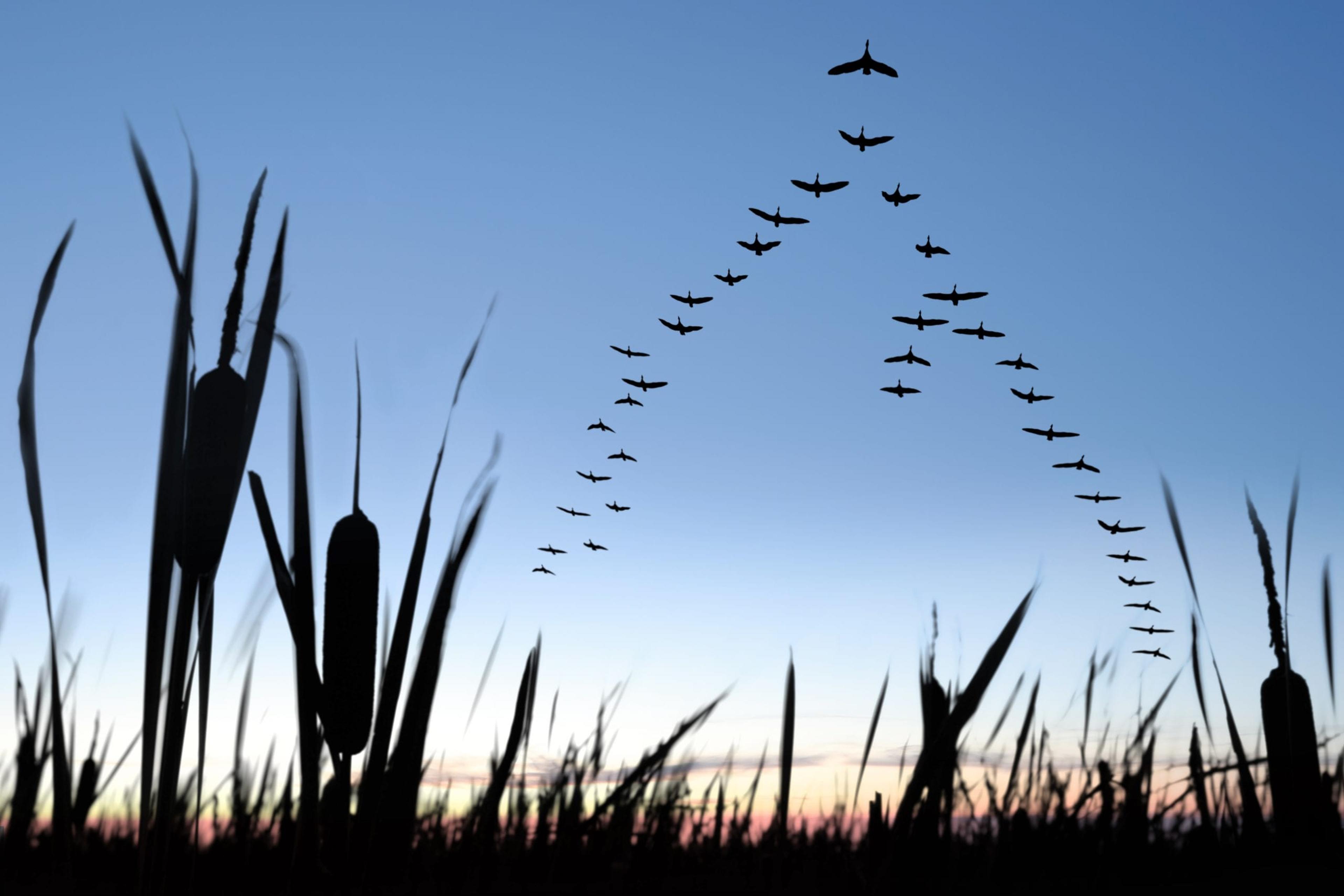 Canadian geese flying in formation against a northern Michigan sky.