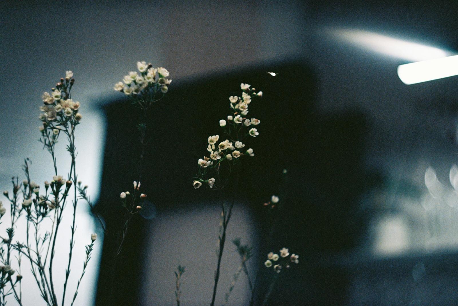 white flowers