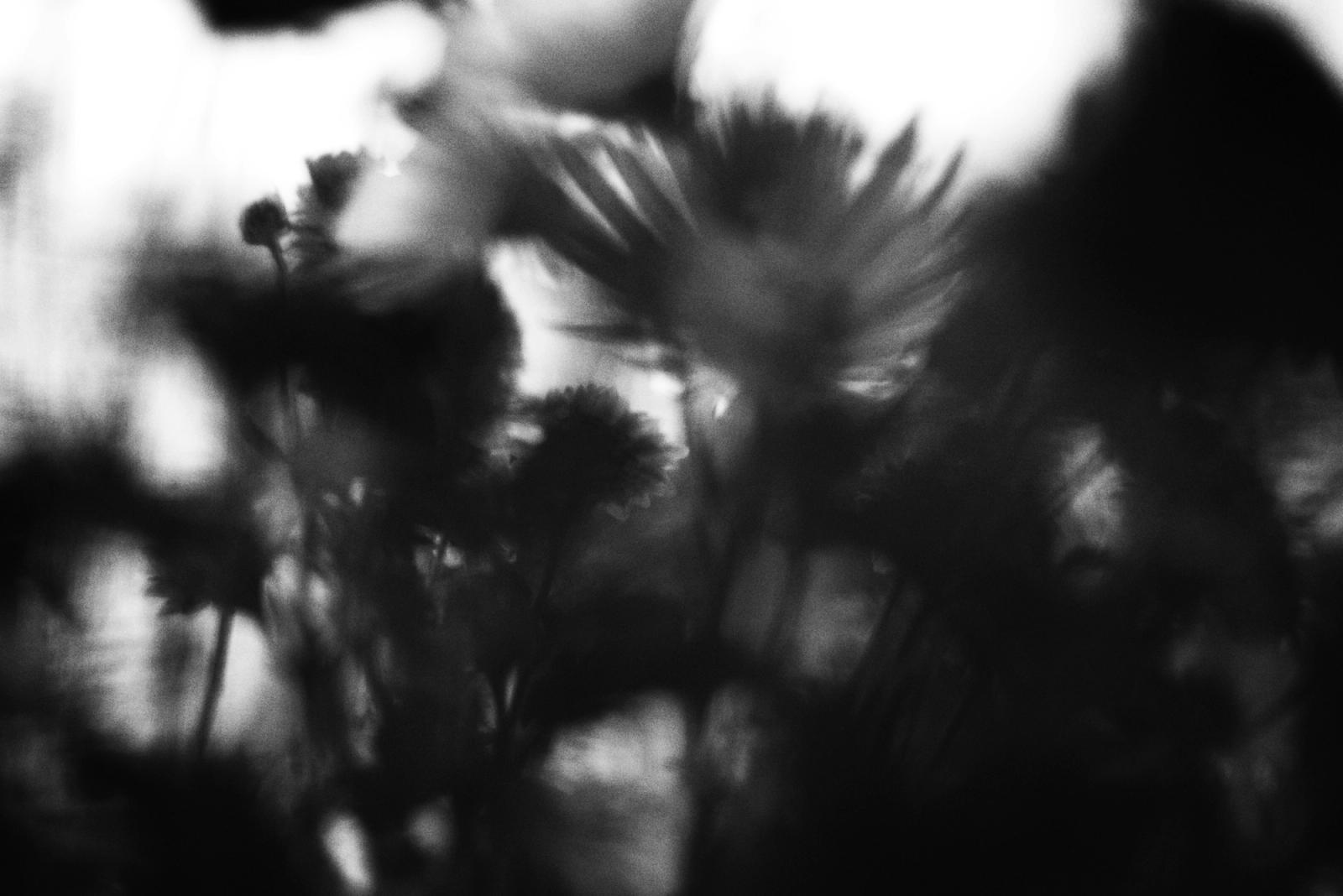 blurry scan of flowers