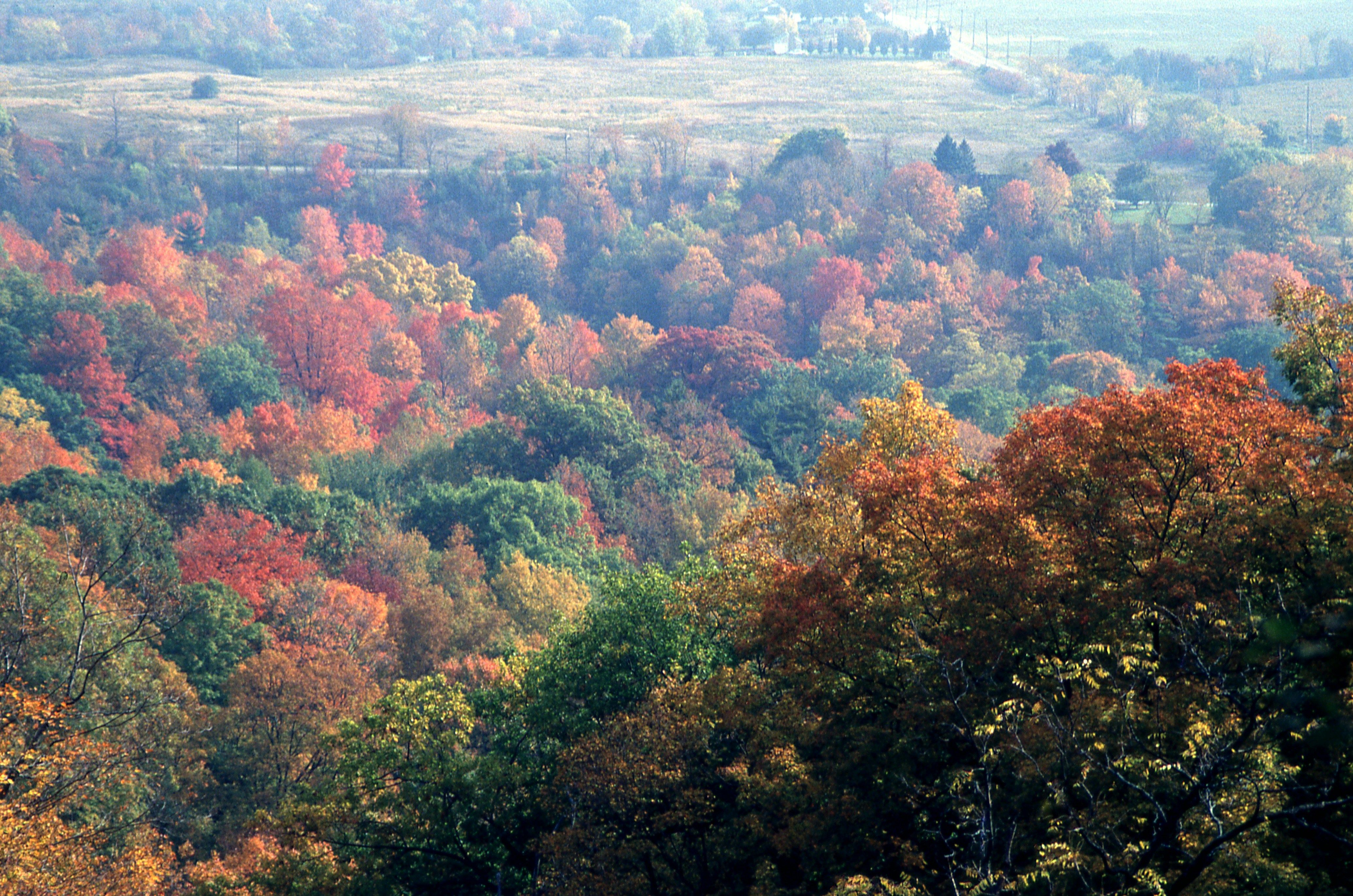 forest with changing leaves