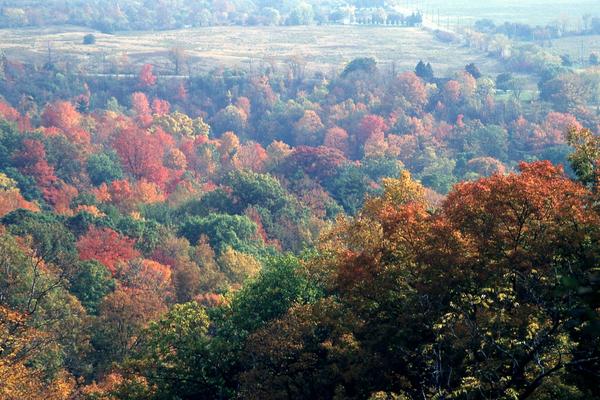 forest with changing leaves