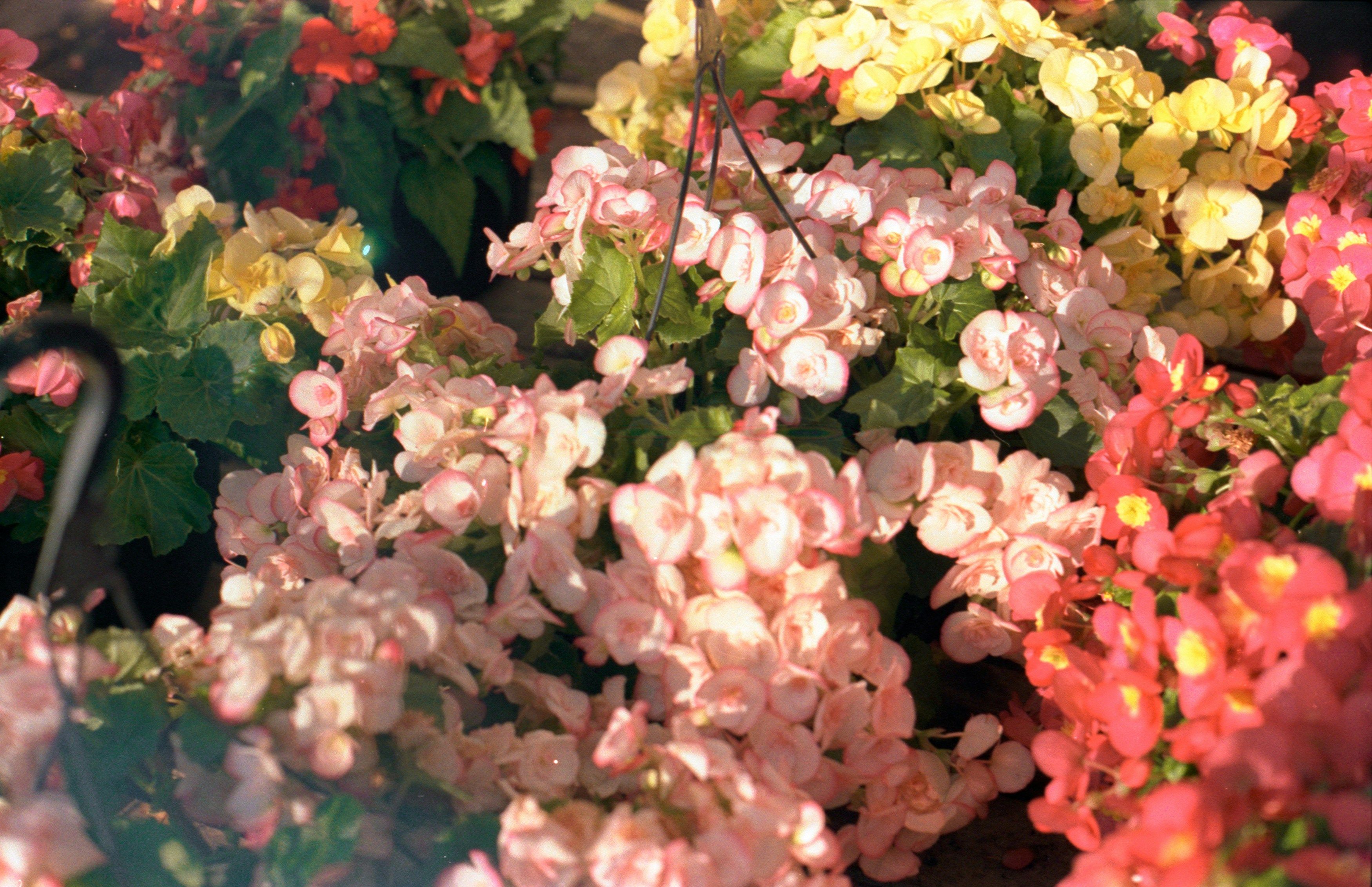 flowers in warm light