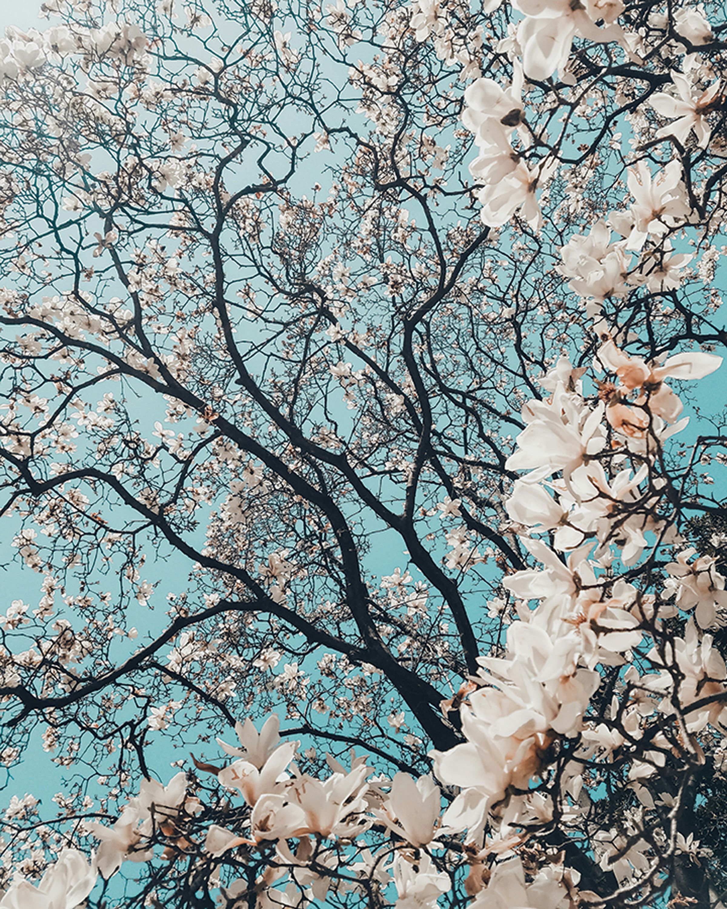 trees