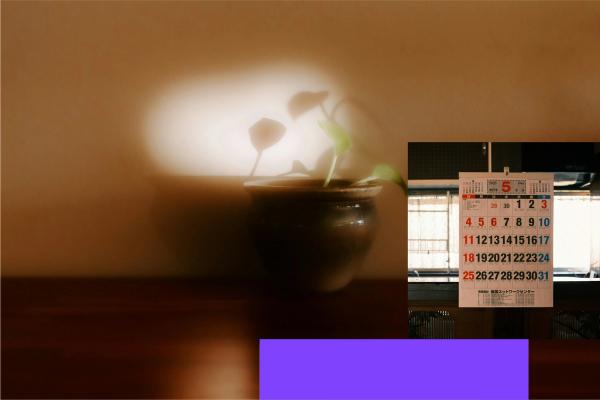 A plant on a shelf