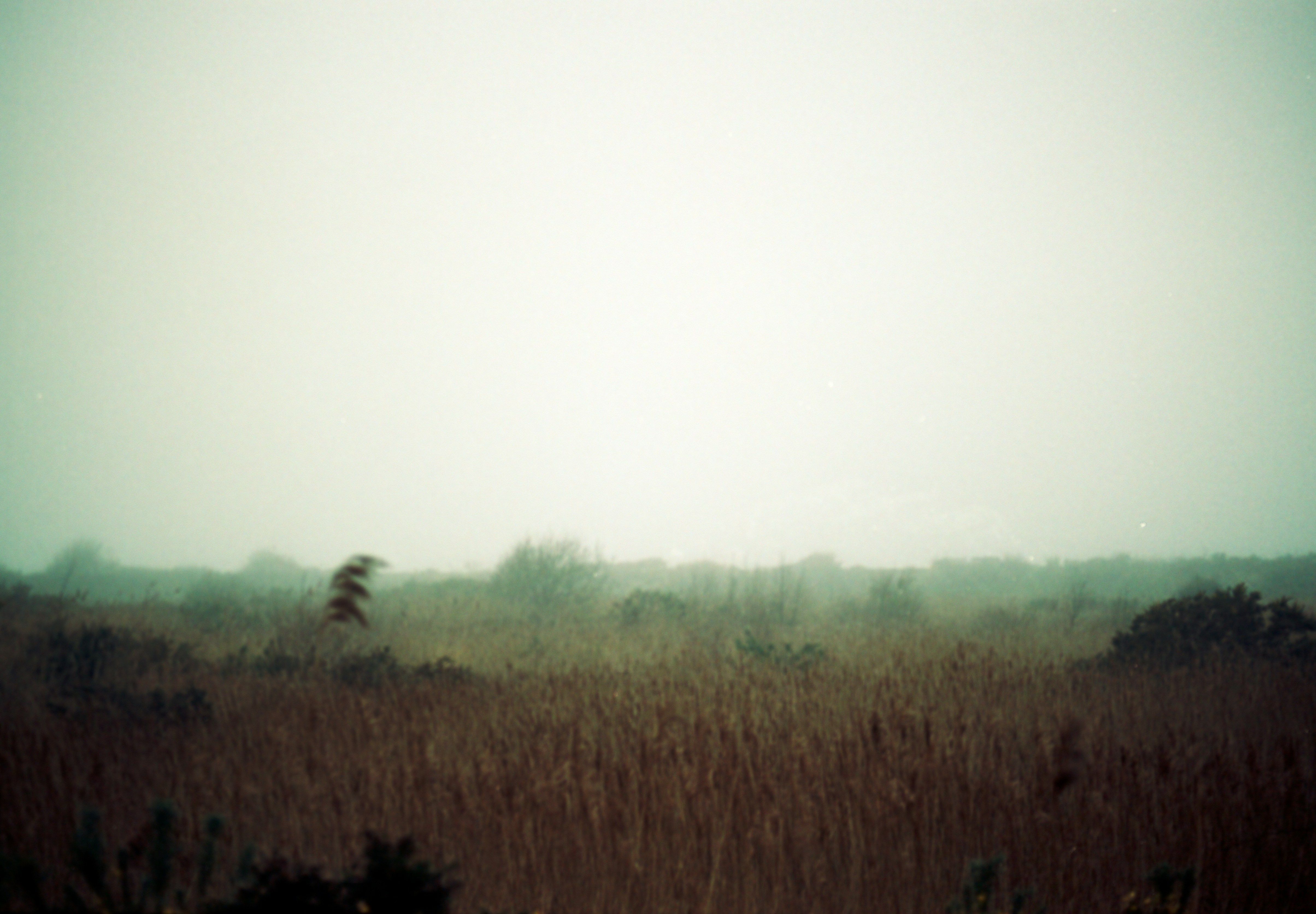 foggy field