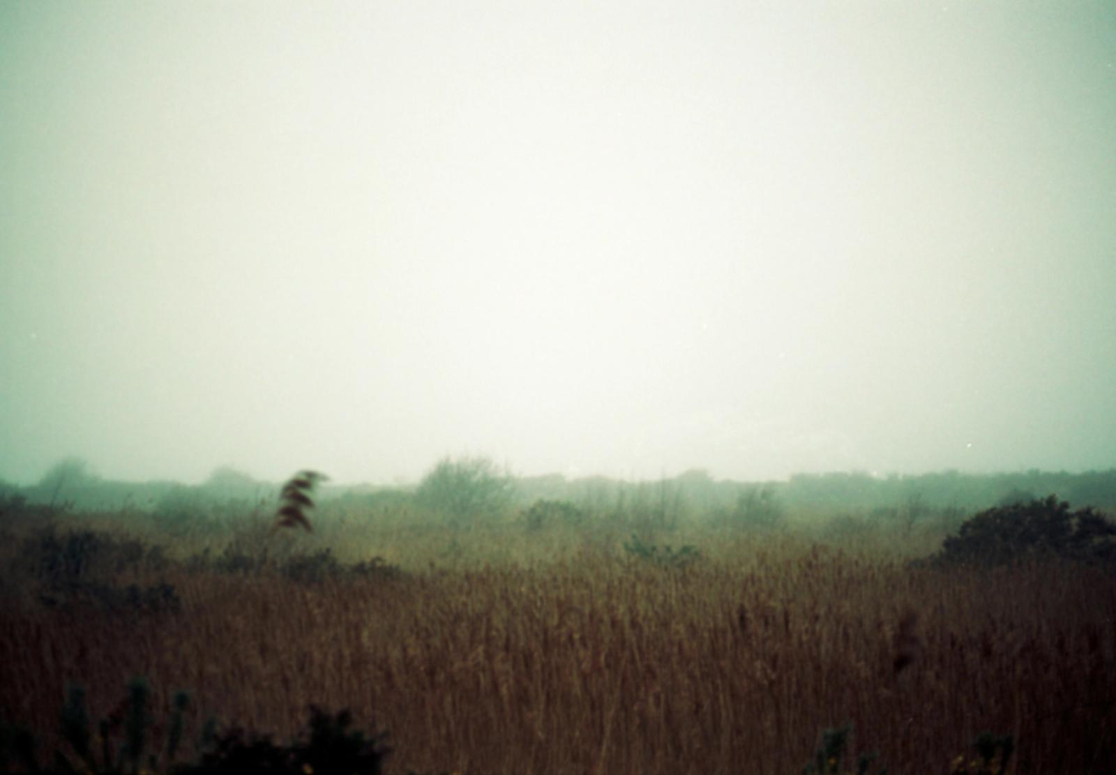 foggy field