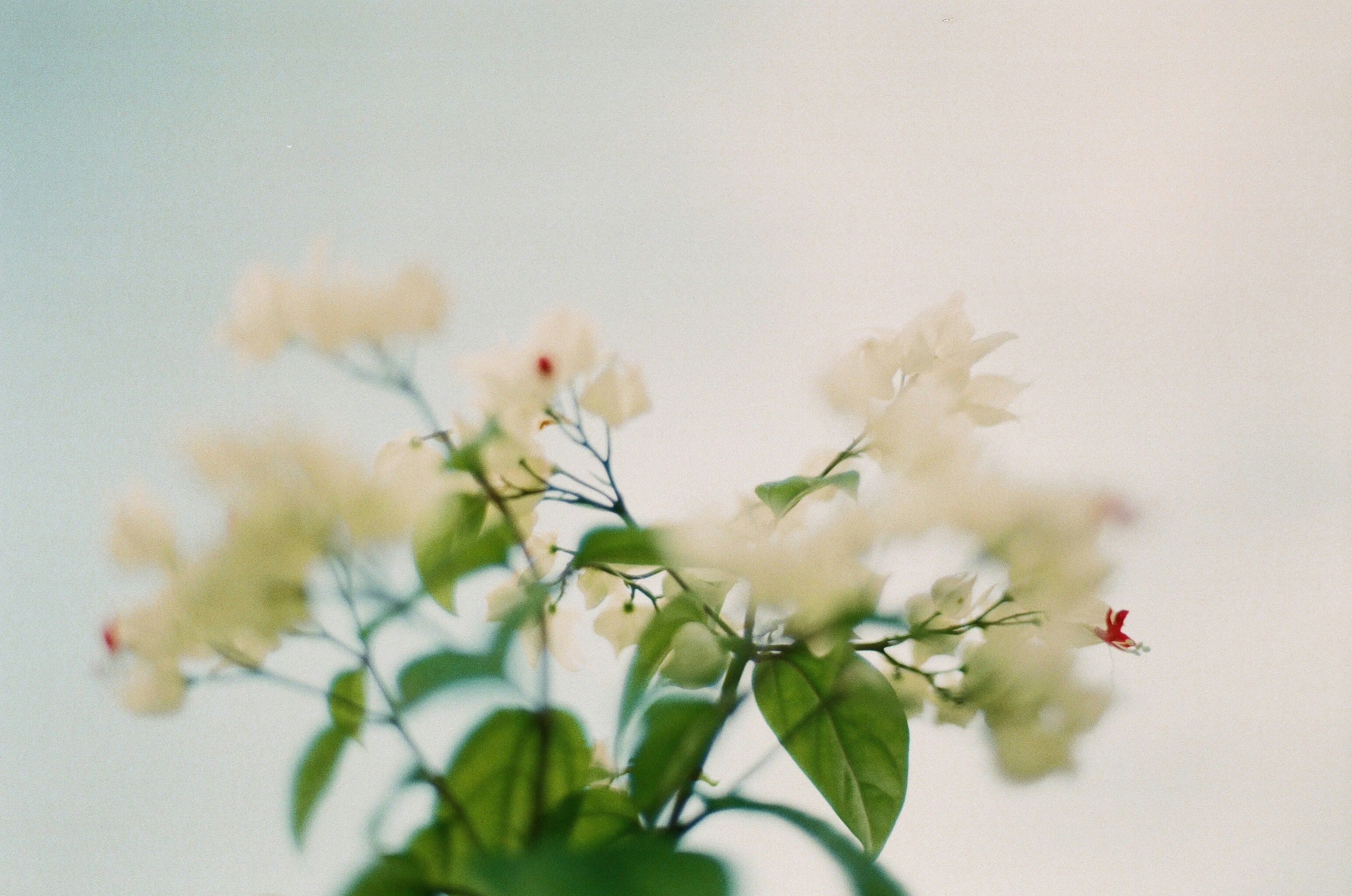 White Flowers