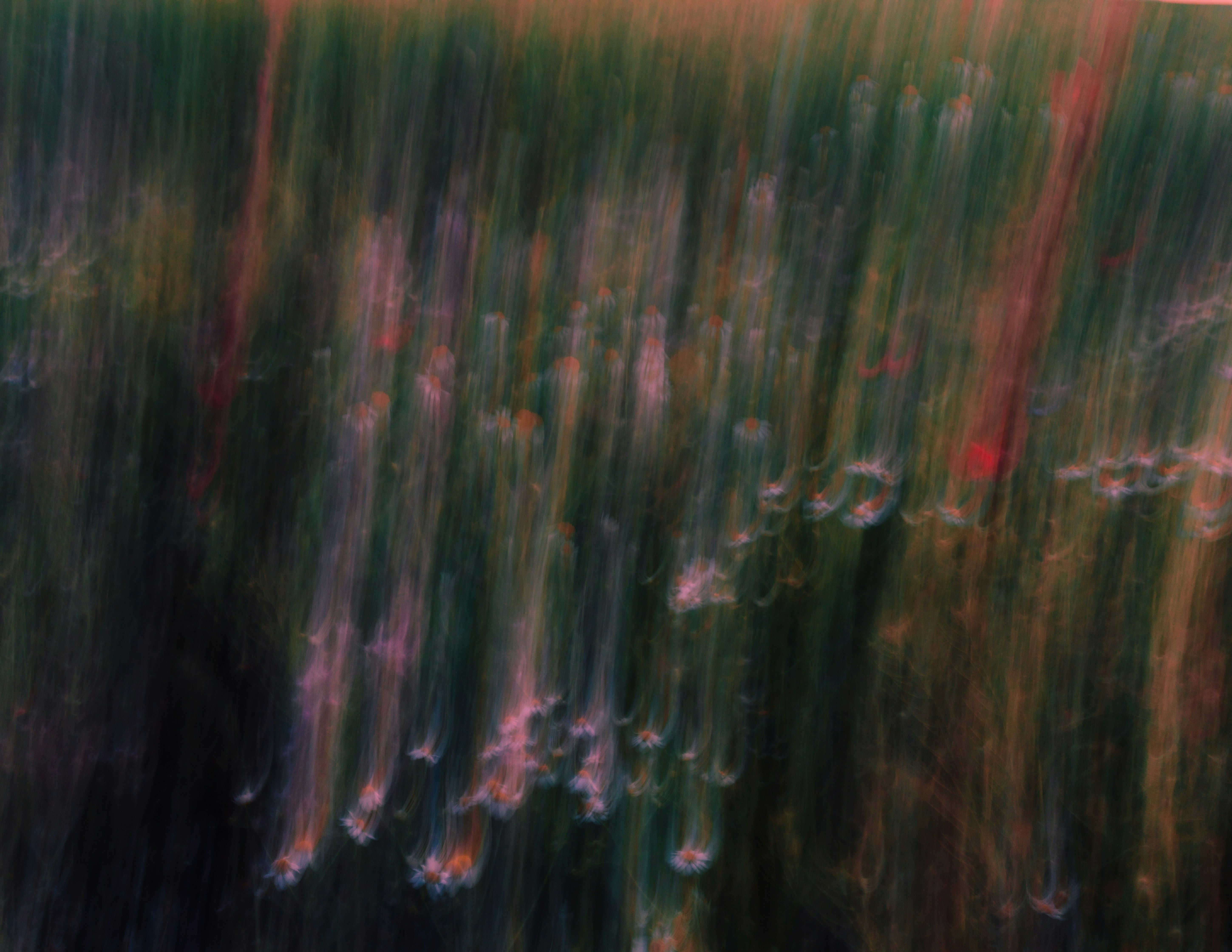 Blurred Flowers